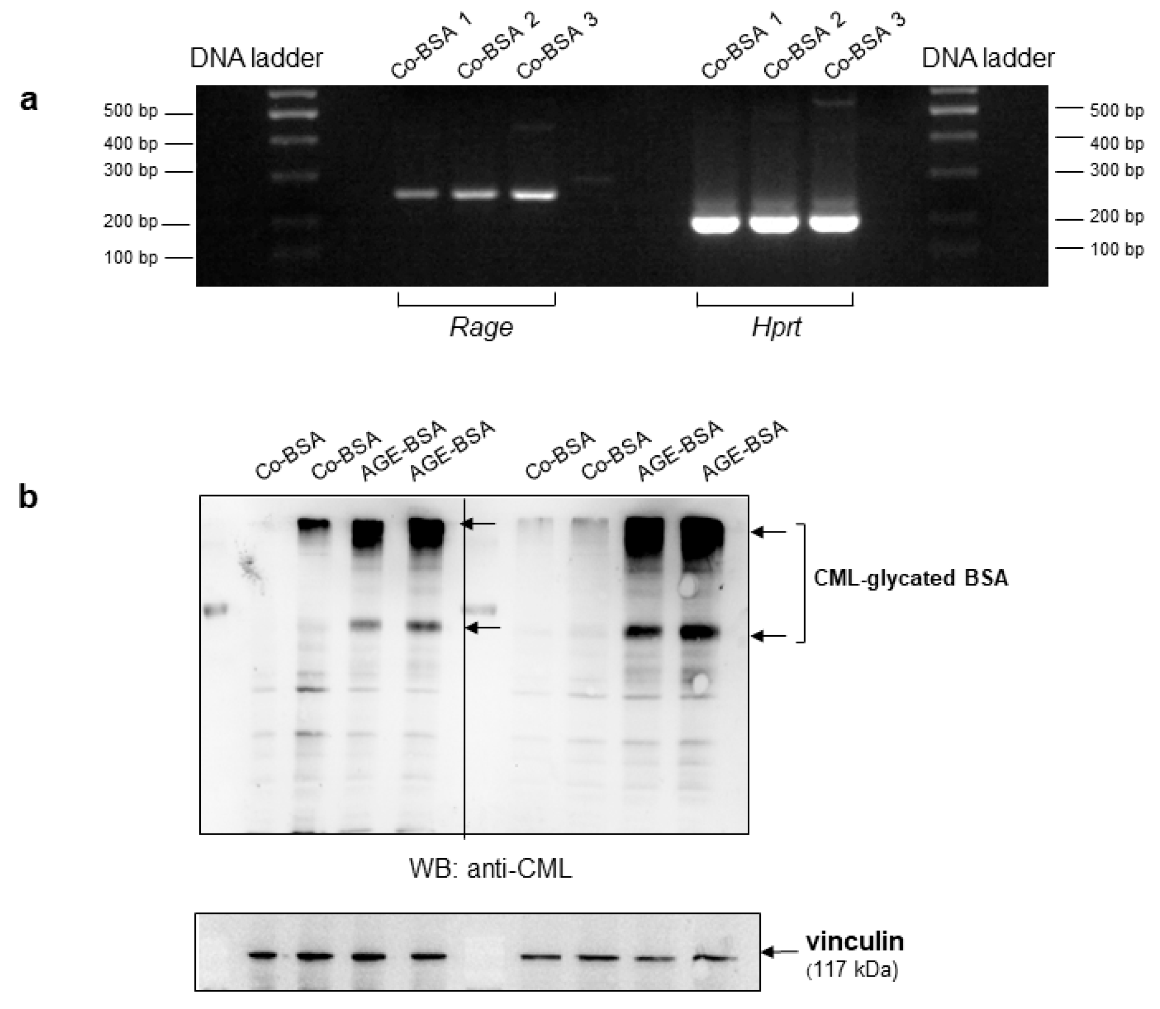Cells 14 01729 g001 Cells 14 01729 g001