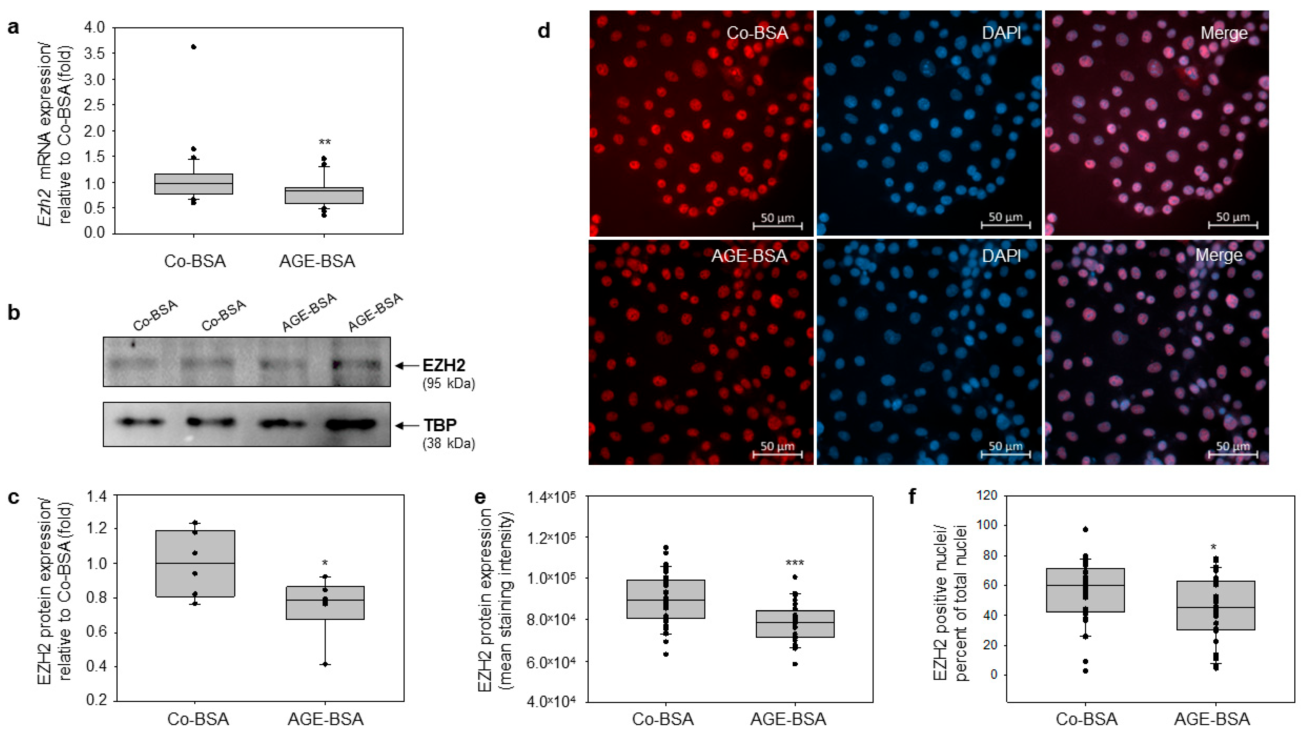 Cells 14 01729 g002 Cells 14 01729 g002