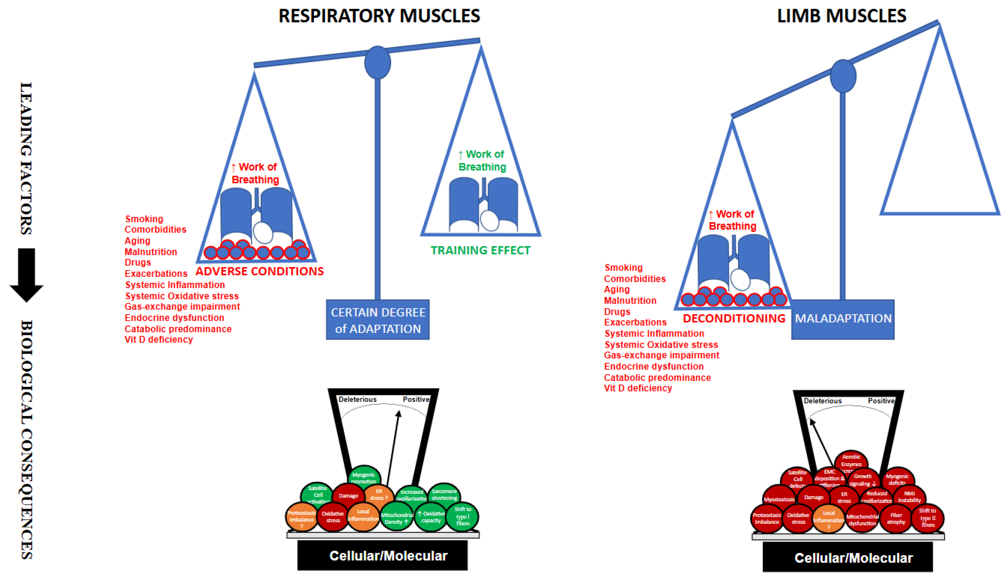 Cells 14 01731 g001 Cells 14 01731 g001
