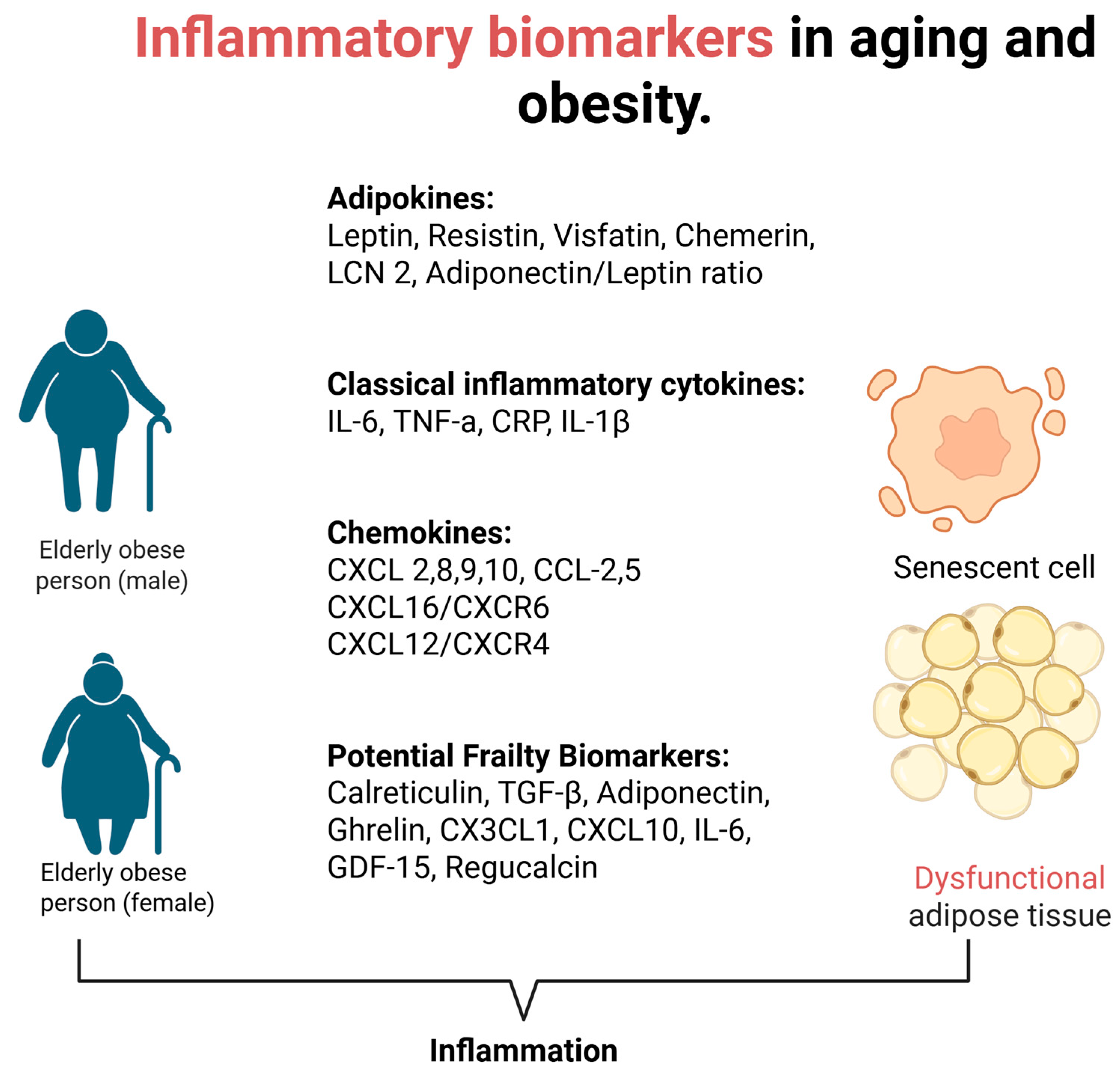 Cells 14 01733 g001 Cells 14 01733 g001
