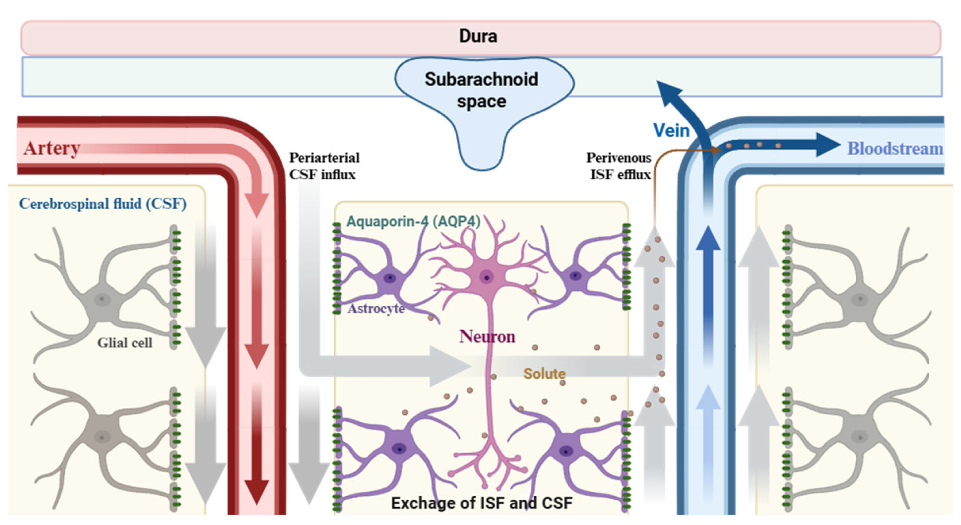 Cells 14 01739 g001 Cells 14 01739 g001