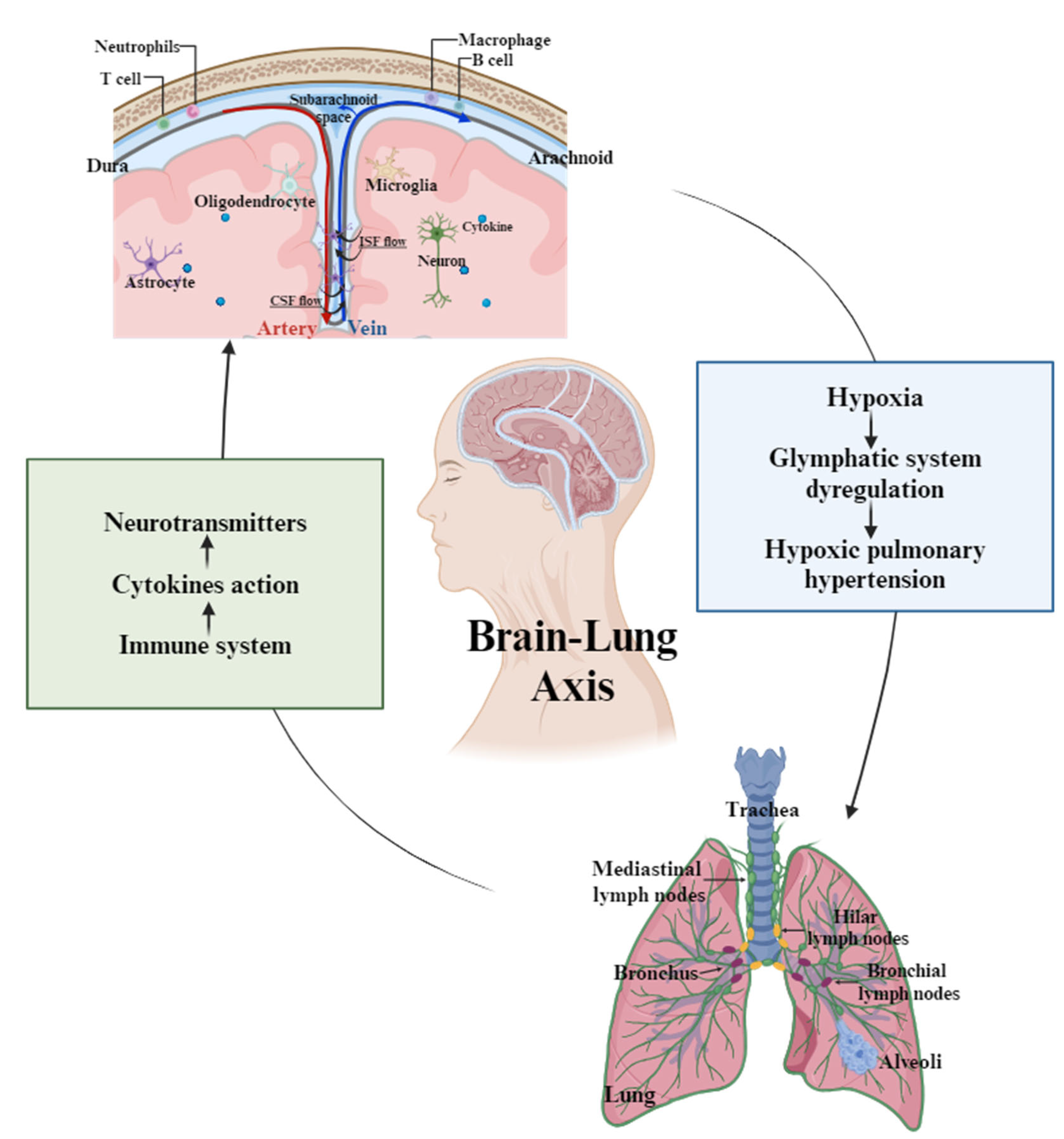 Cells 14 01739 g002 Cells 14 01739 g002