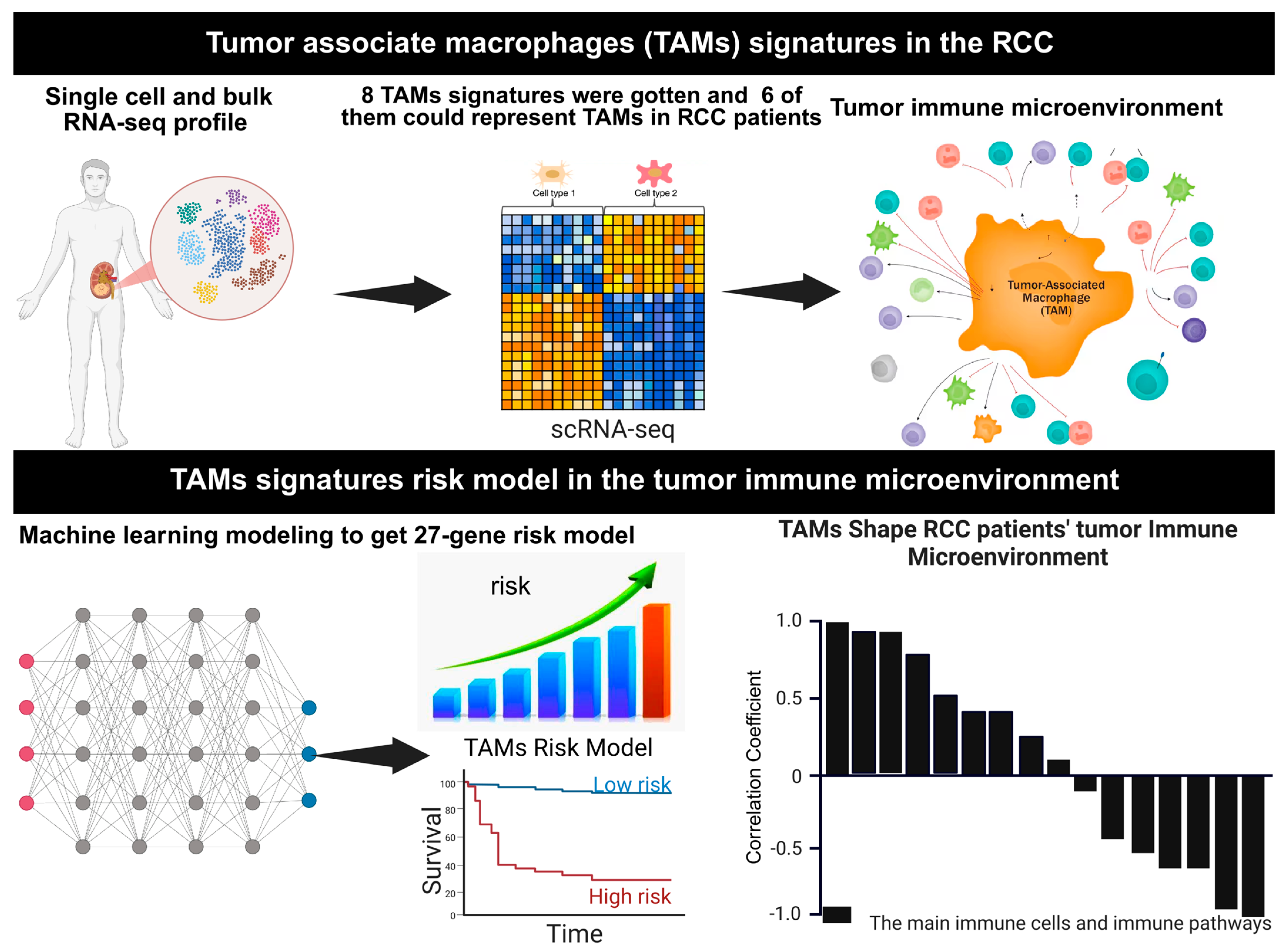 Cells 14 01740 g001 Cells 14 01740 g001