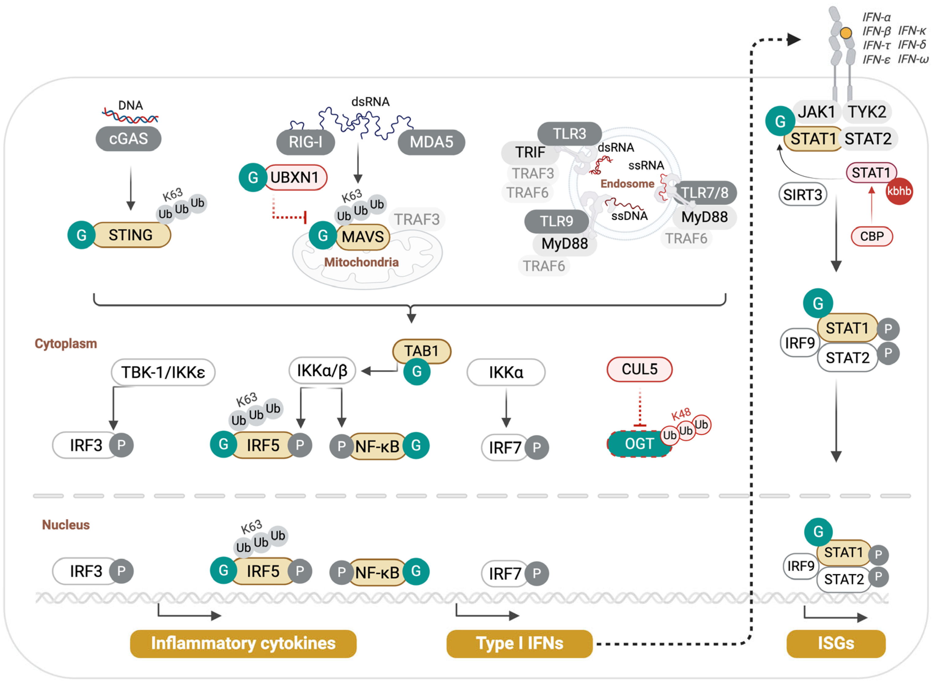 Cells 14 01743 g002 Cells 14 01743 g002
