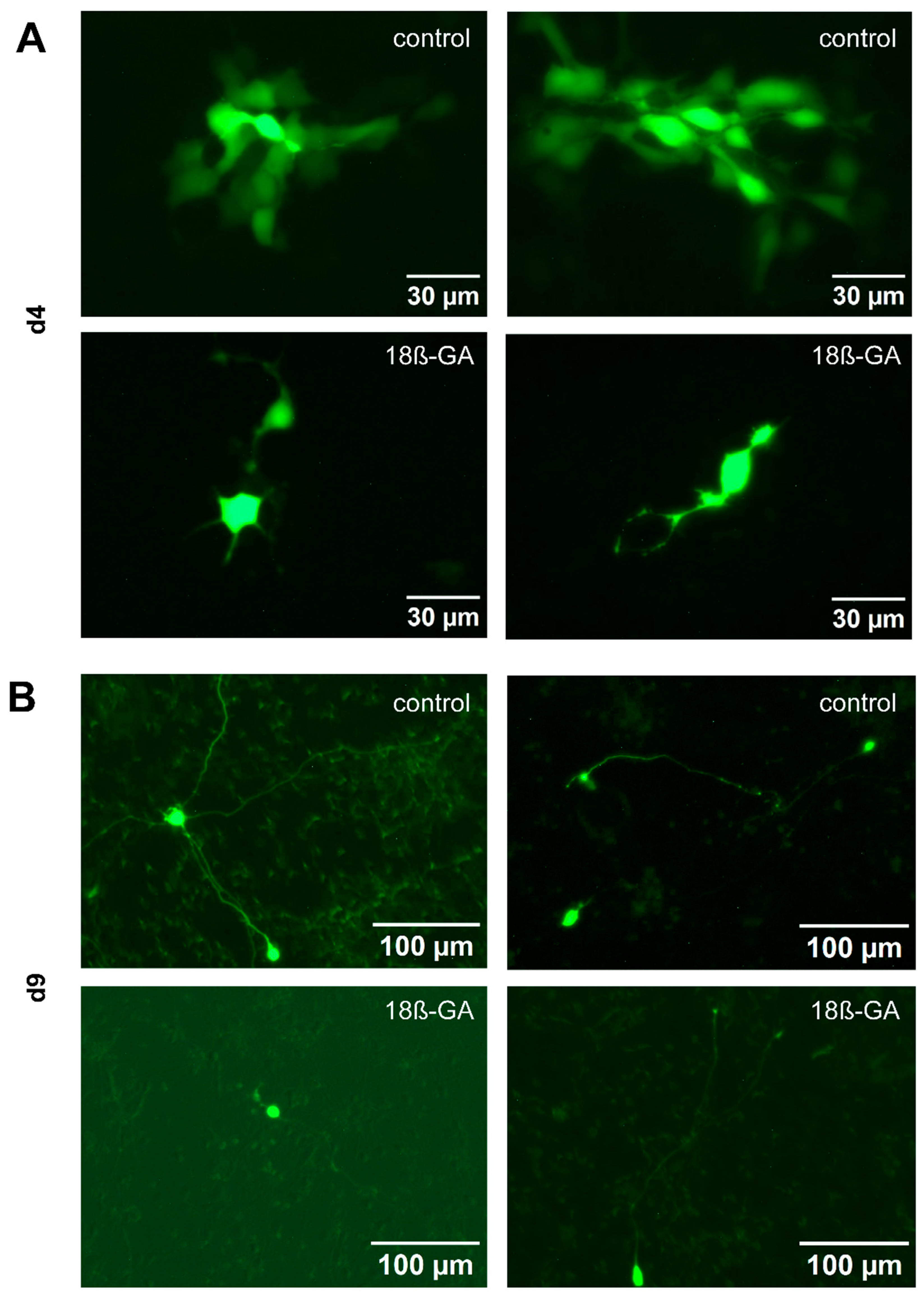 Cells 14 01744 g007 Cells 14 01744 g007