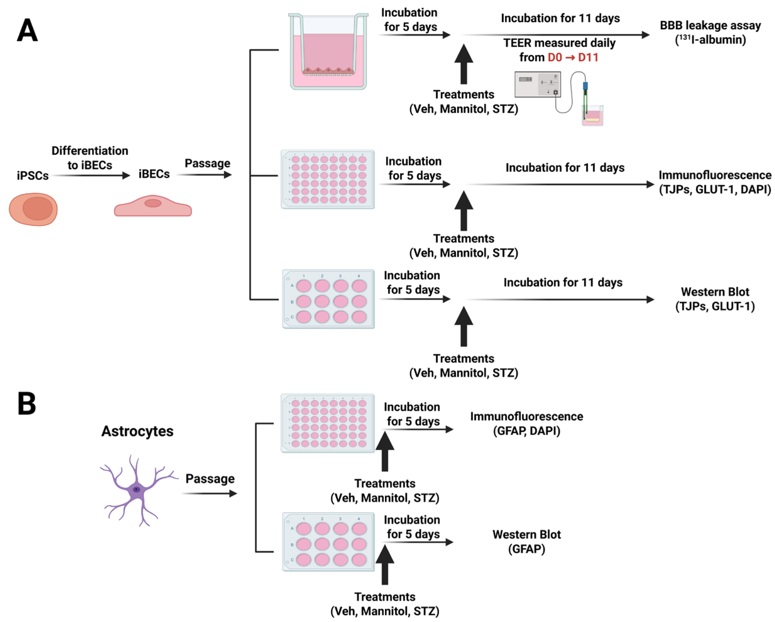 Cells 14 01745 g001 Cells 14 01745 g001