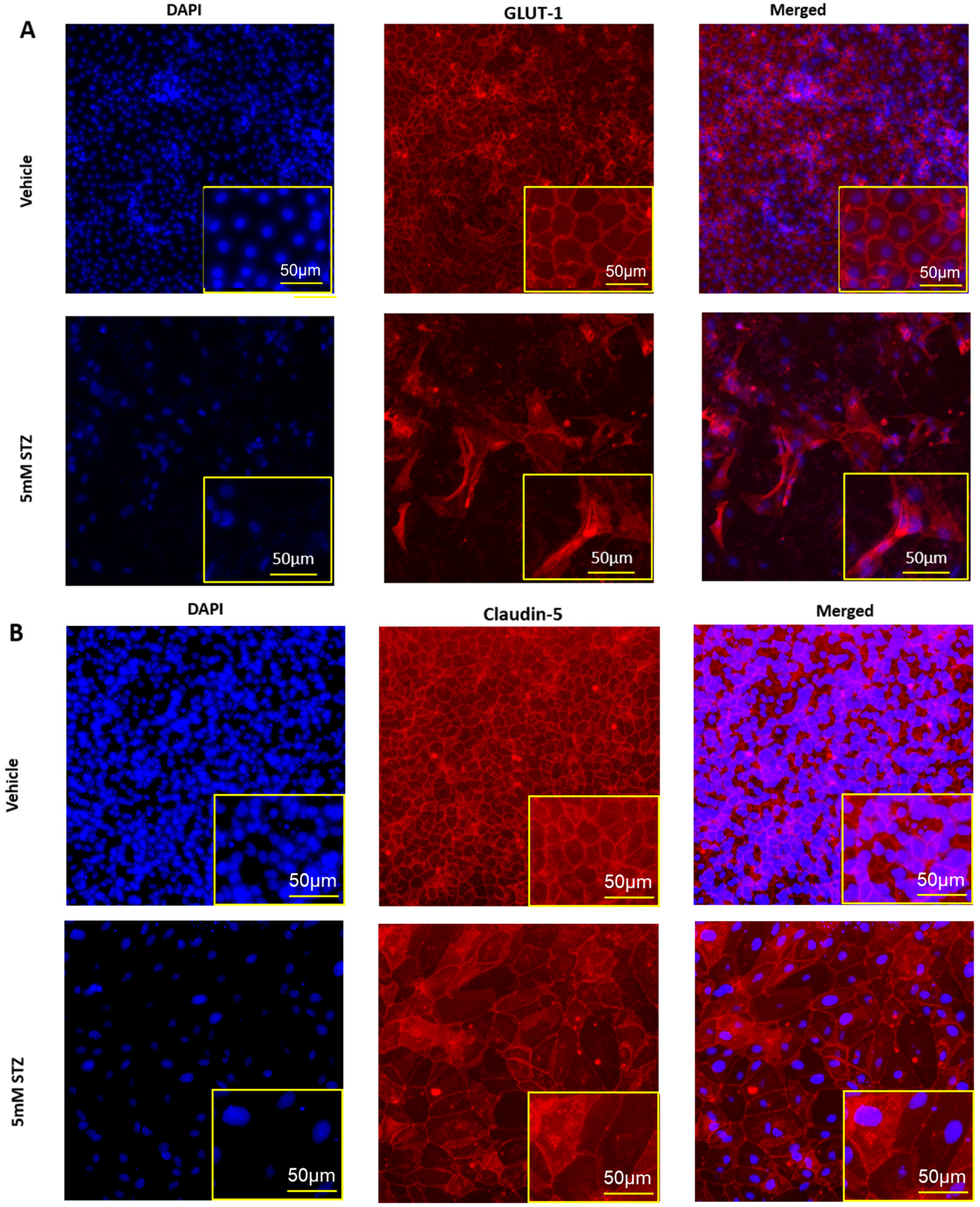 Cells 14 01745 g003a Cells 14 01745 g003a