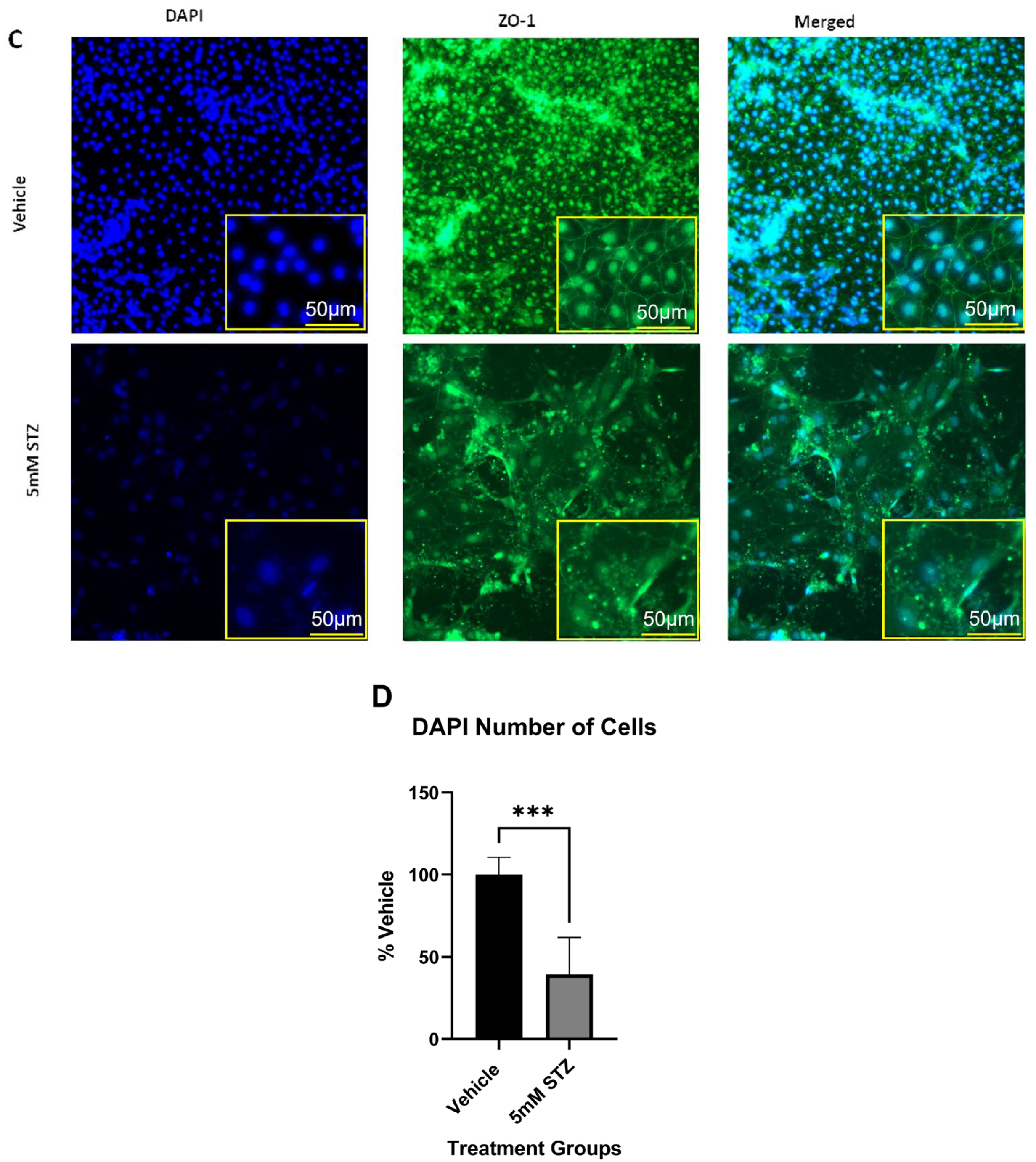 Cells 14 01745 g003b Cells 14 01745 g003b