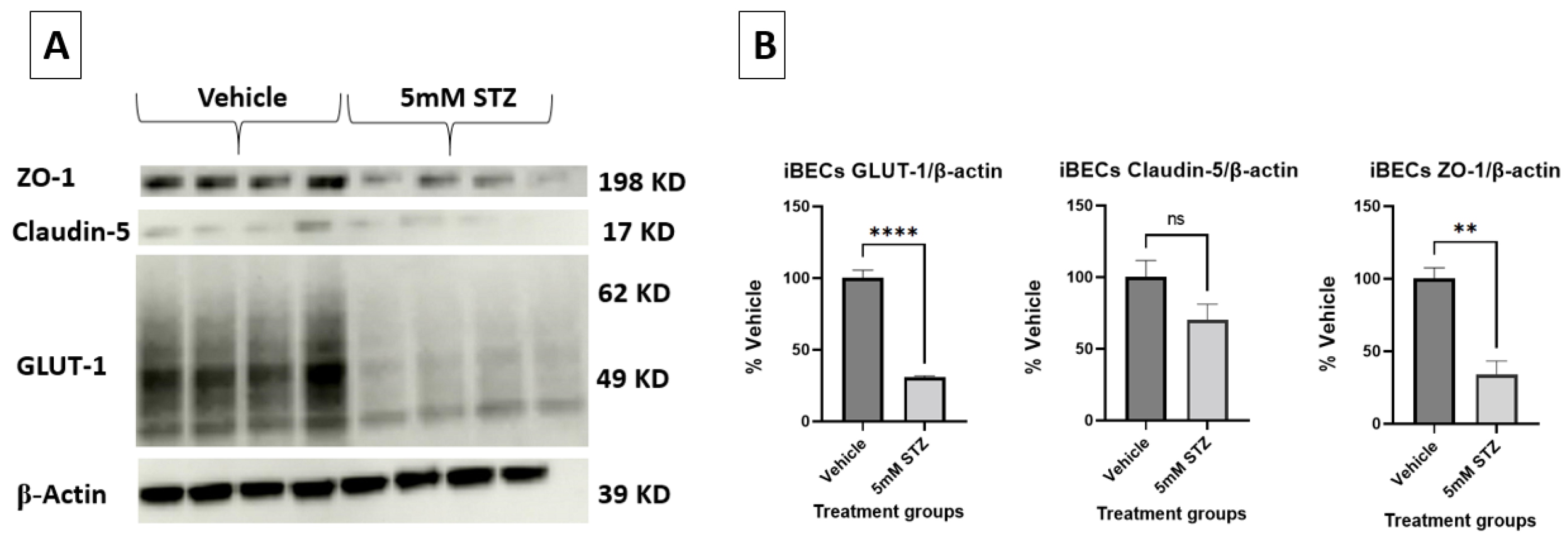 Cells 14 01745 g004 Cells 14 01745 g004