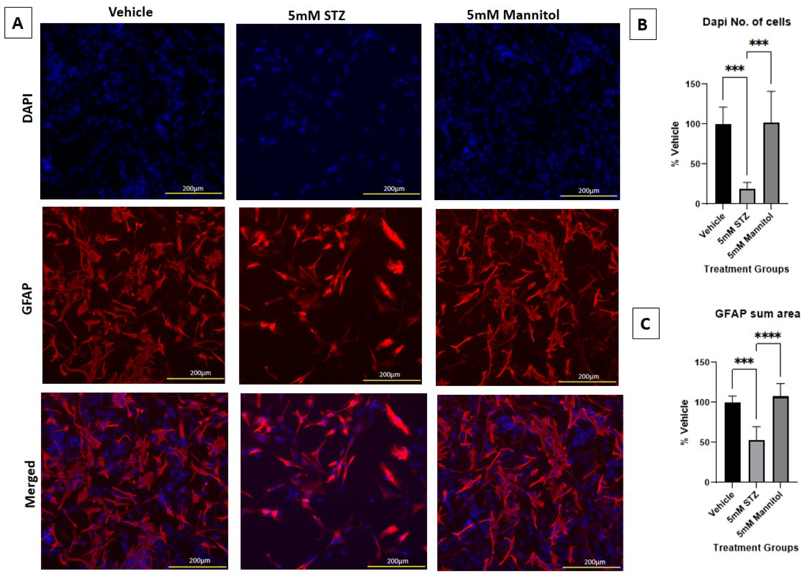 Cells 14 01745 g005 Cells 14 01745 g005