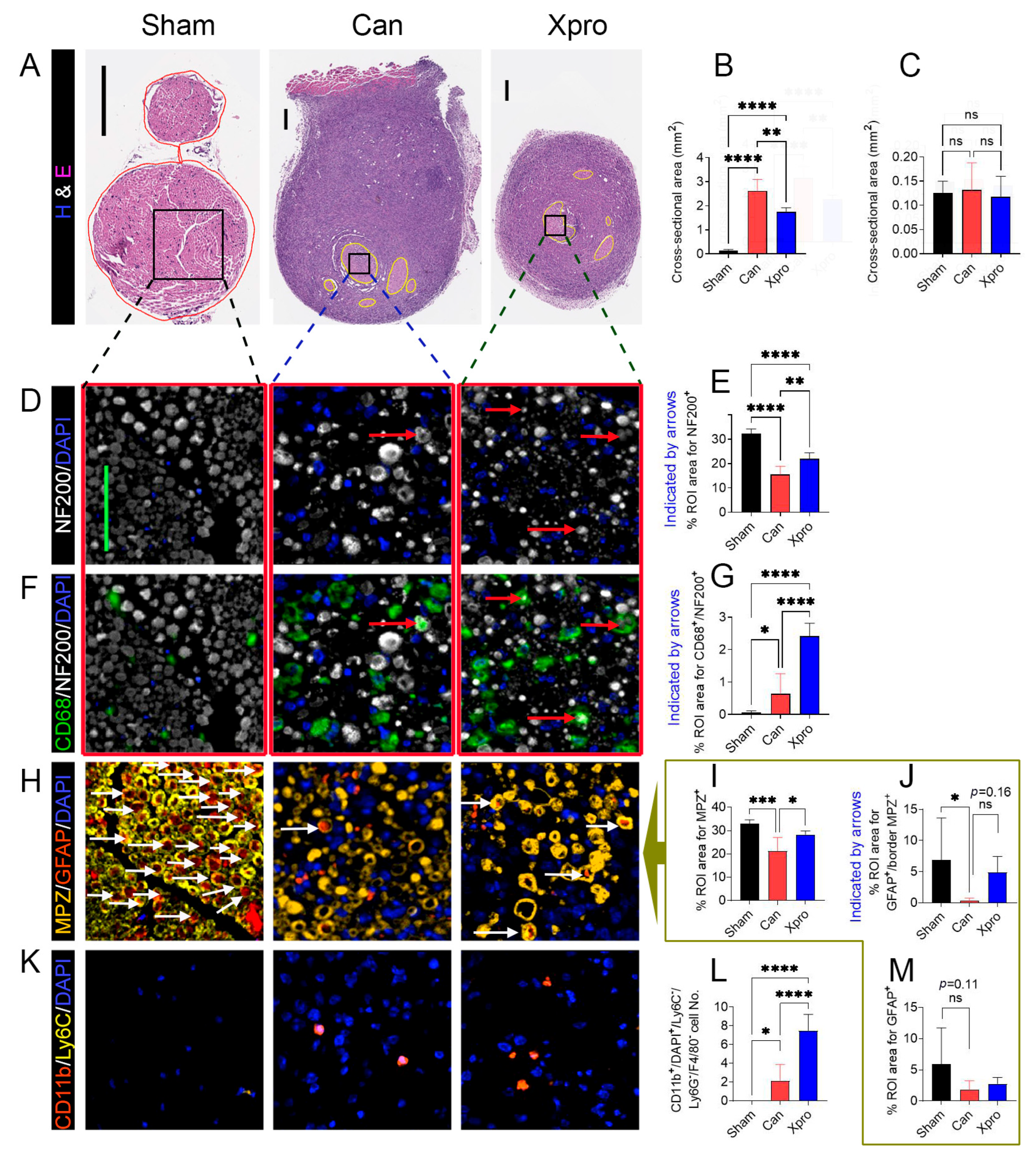 Cells 14 01749 g003 Cells 14 01749 g003