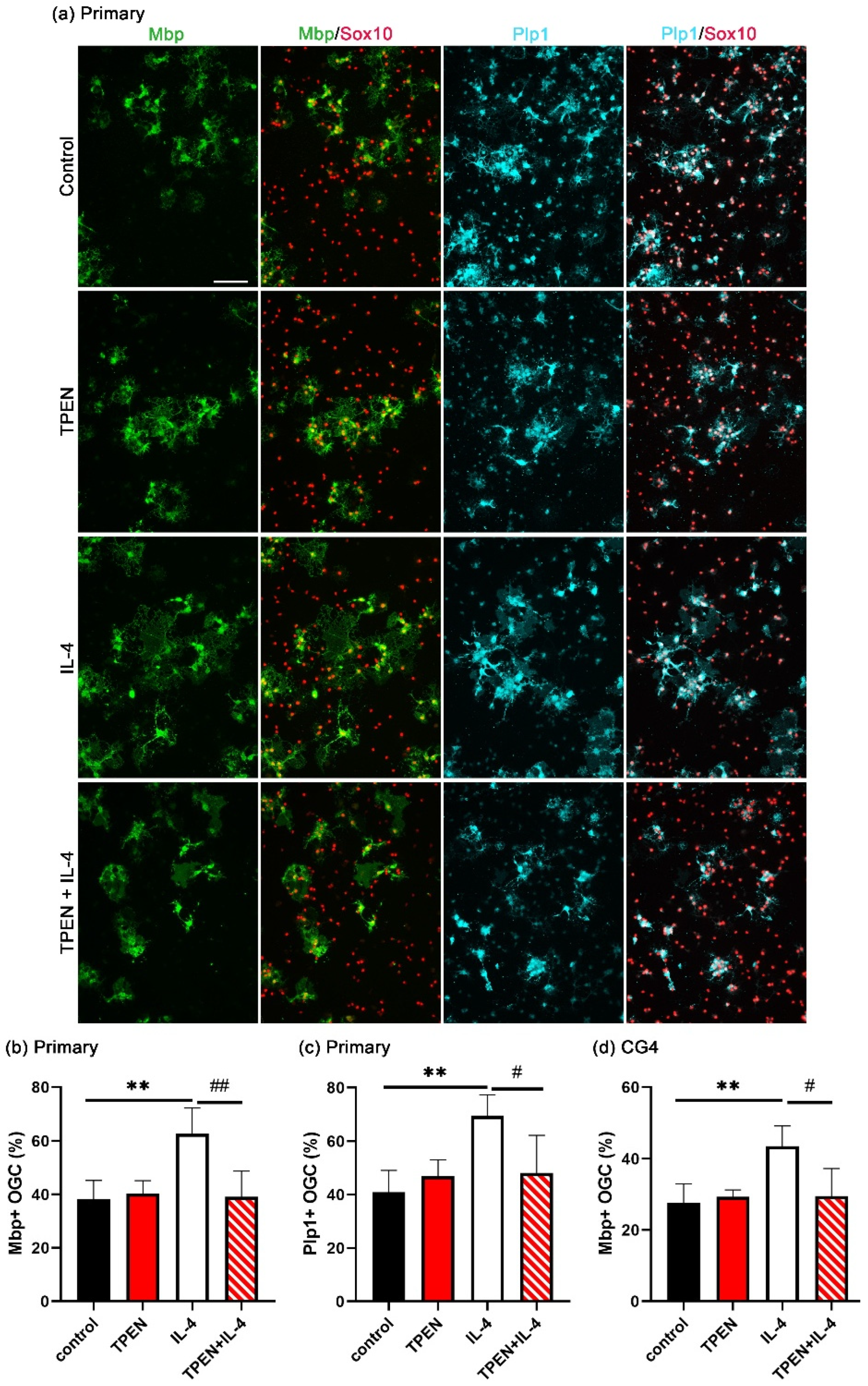 Cells 14 01756 g002 Cells 14 01756 g002