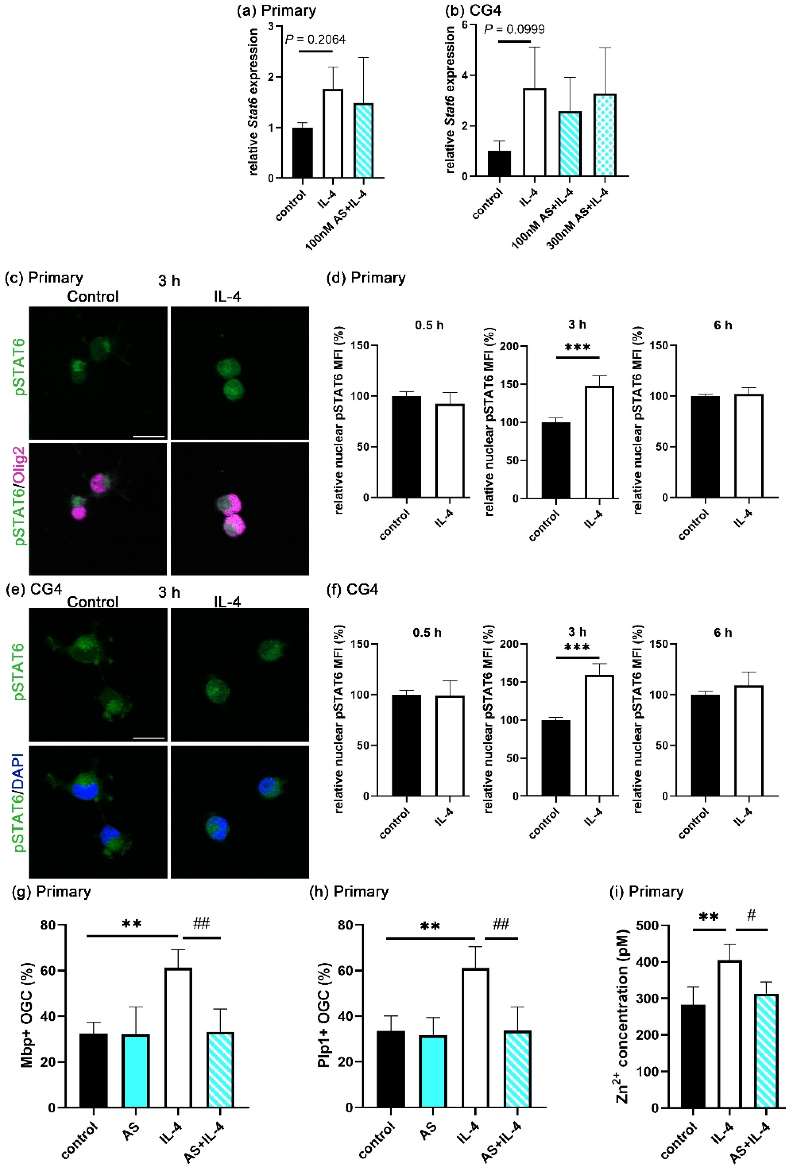 Cells 14 01756 g004 Cells 14 01756 g004