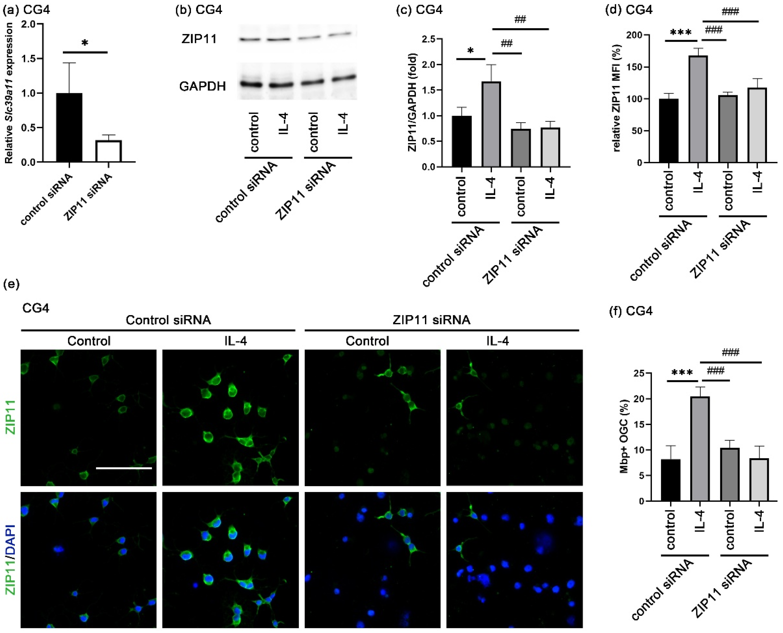 Cells 14 01756 g006 Cells 14 01756 g006
