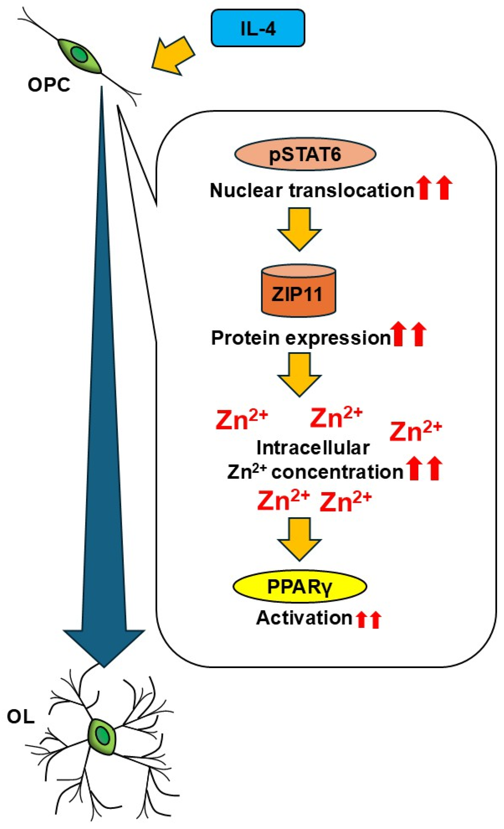 Cells 14 01756 g008 Cells 14 01756 g008