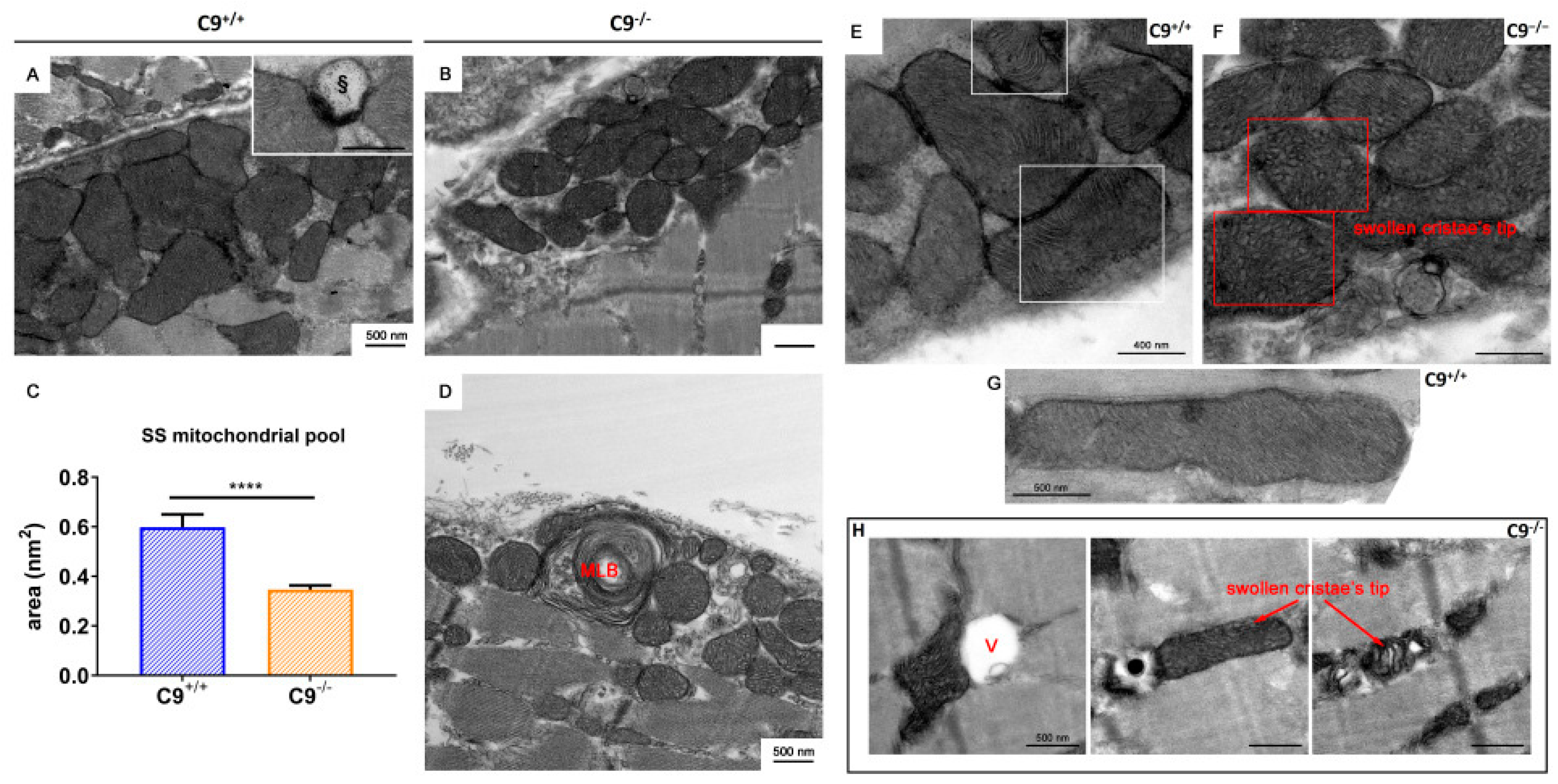 Cells 14 01765 g003