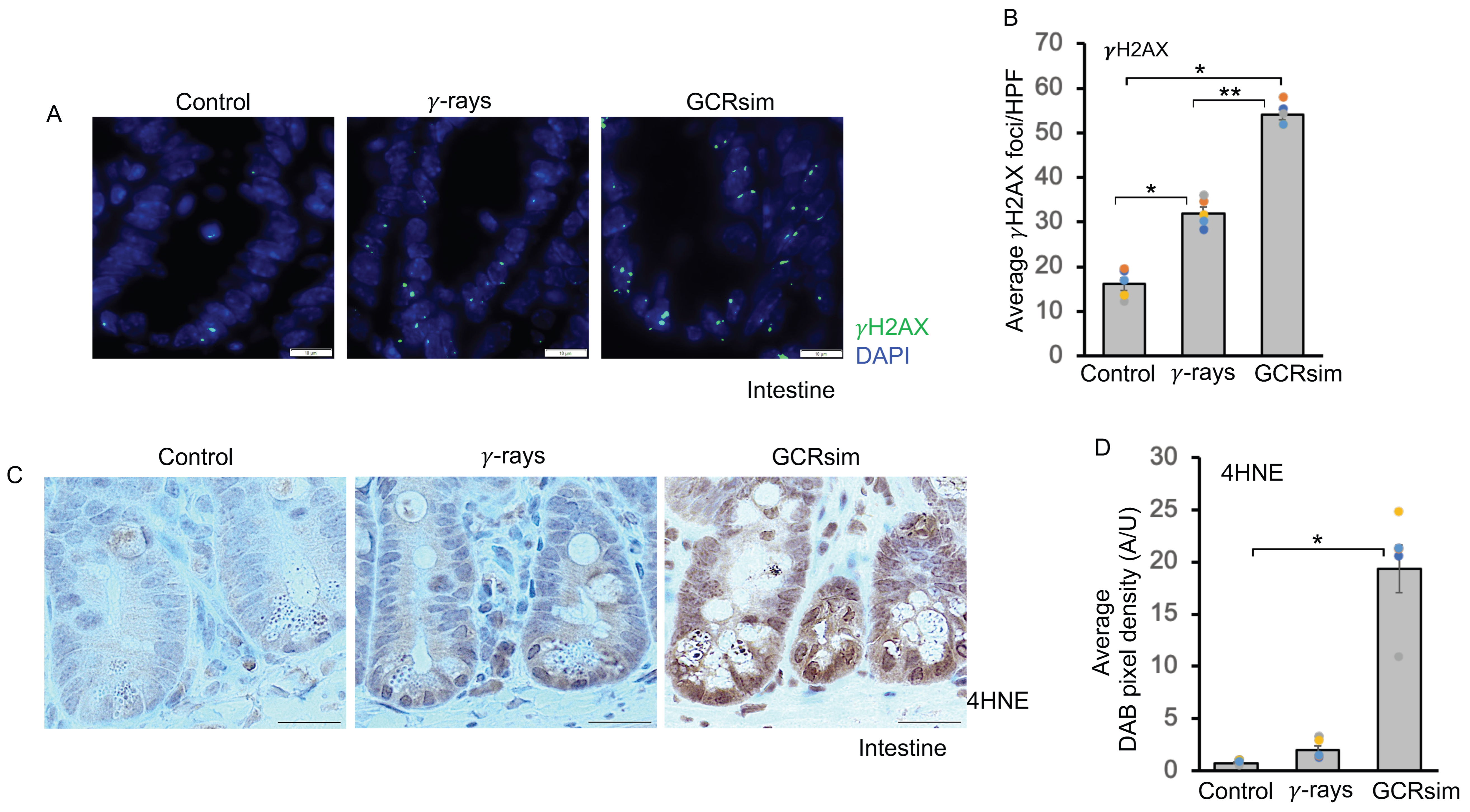 Cells 14 01767 g001 Cells 14 01767 g001