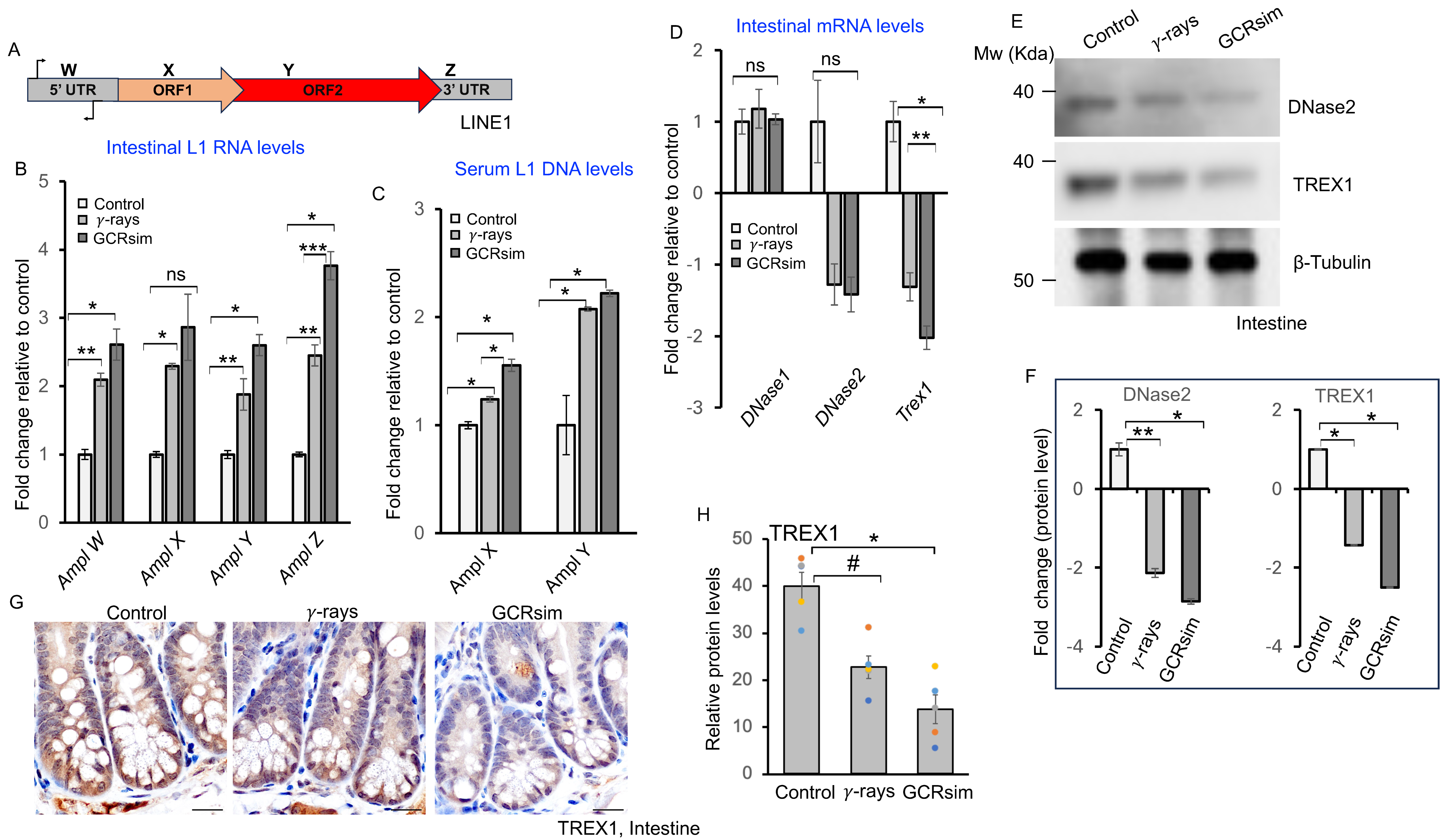 Cells 14 01767 g003 Cells 14 01767 g003