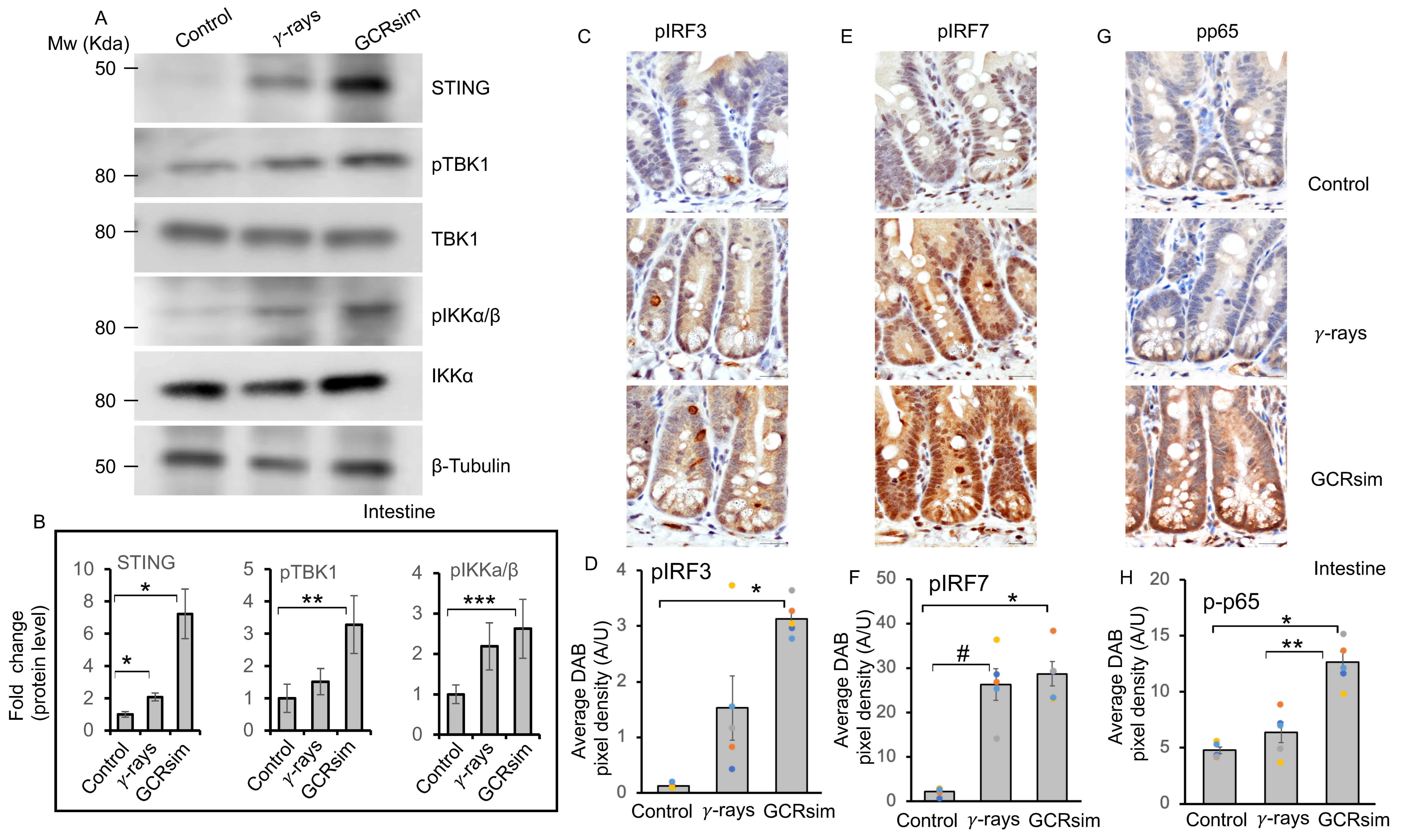Cells 14 01767 g005 Cells 14 01767 g005