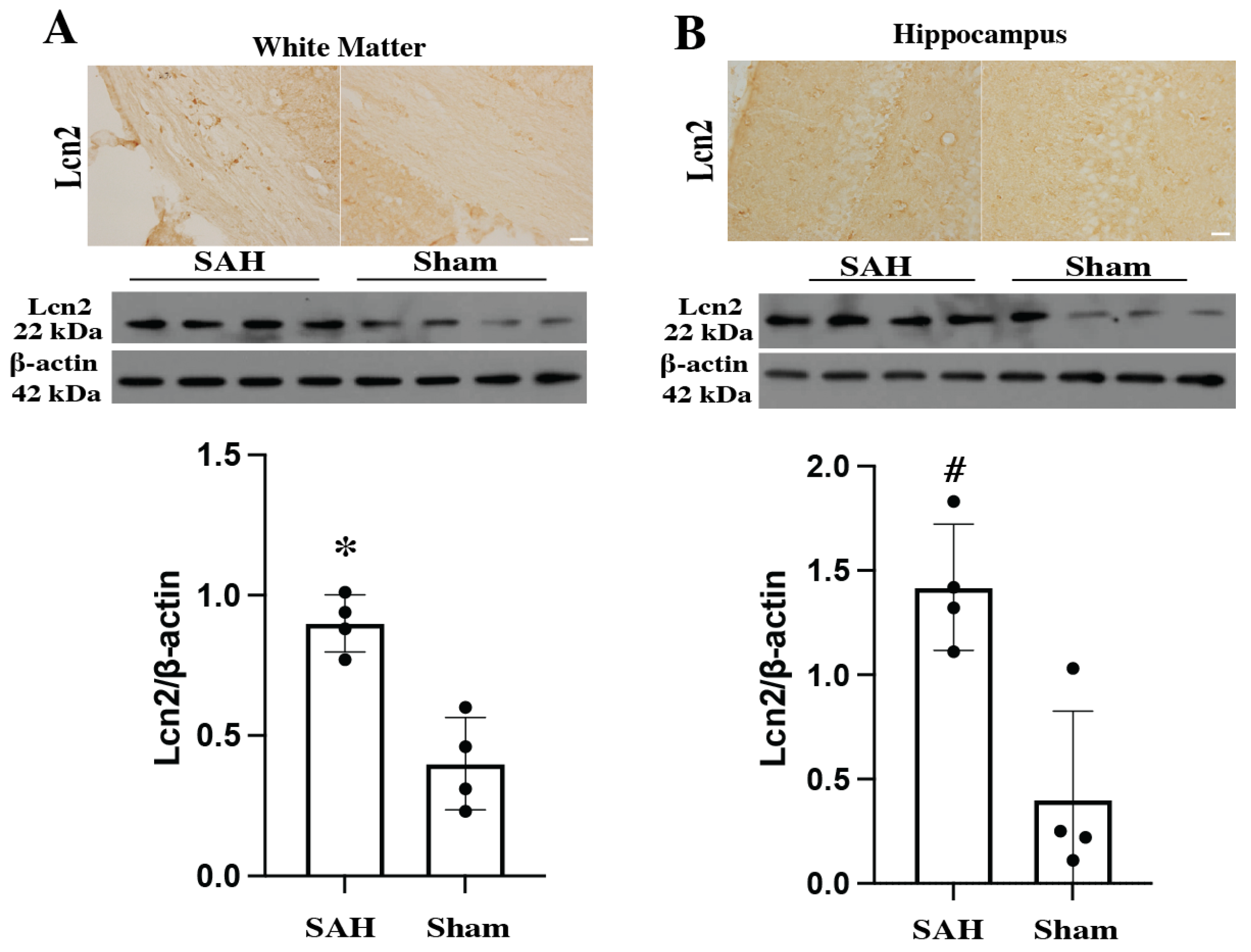 Cells 14 01770 g001 Cells 14 01770 g001