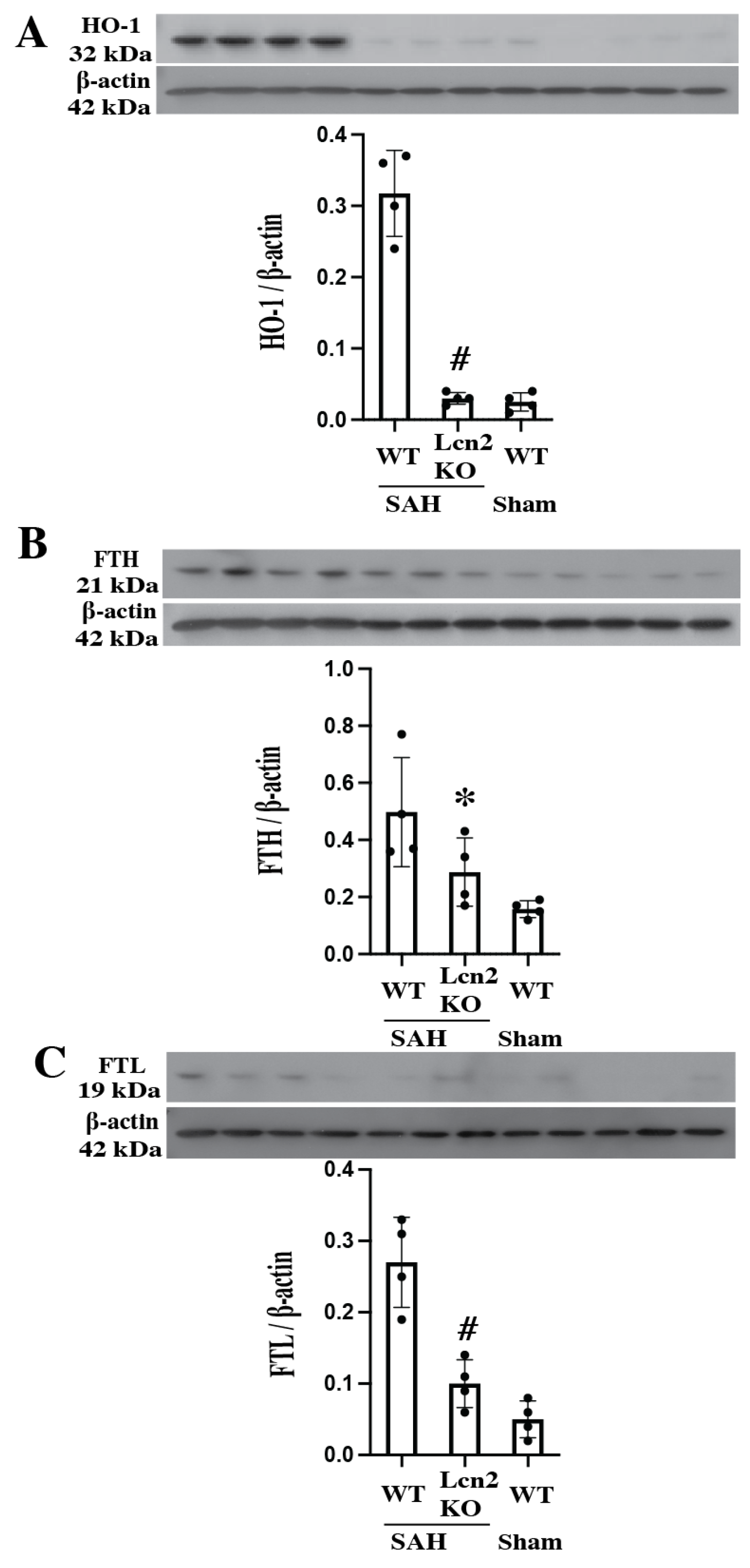 Cells 14 01770 g003 Cells 14 01770 g003