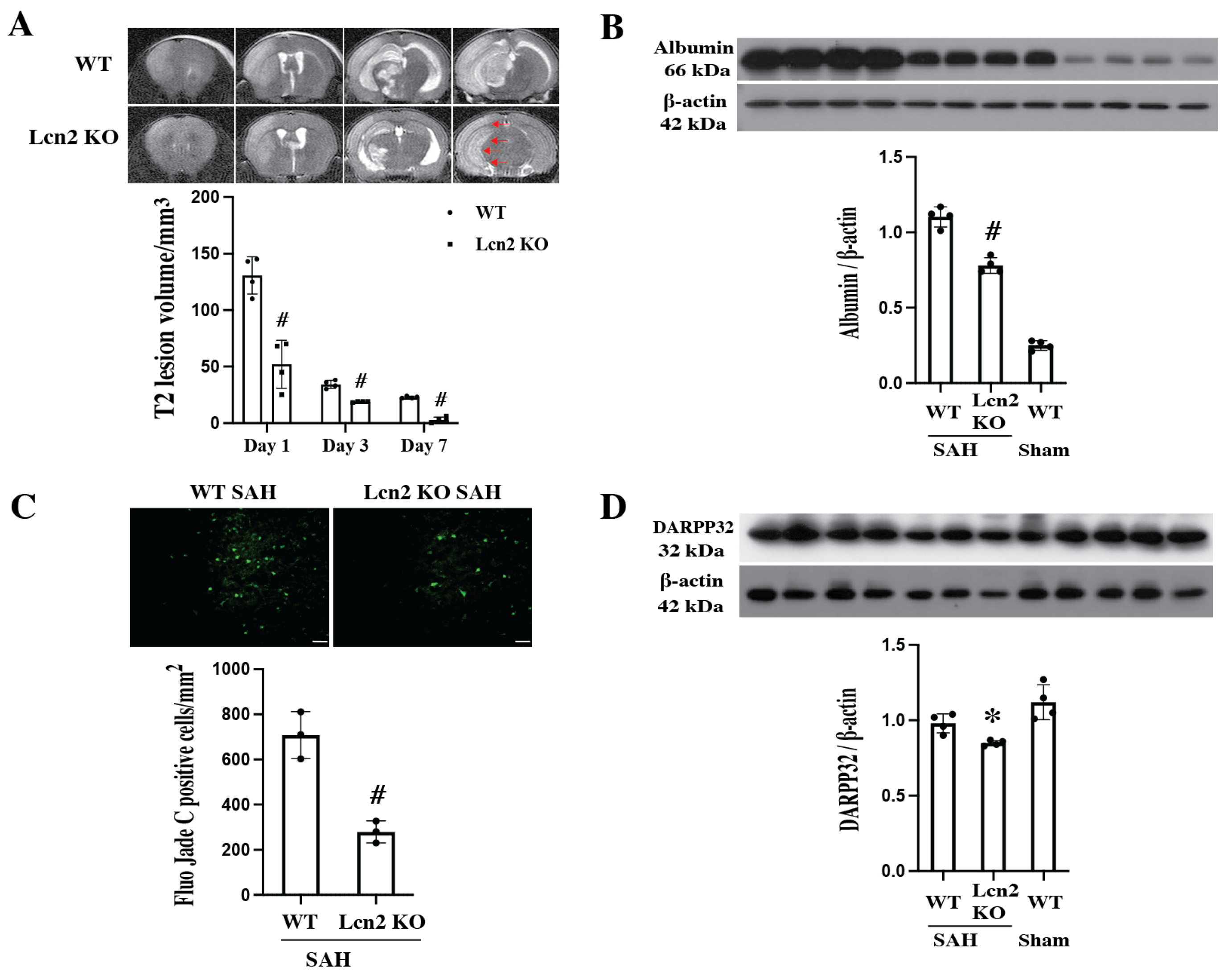 Cells 14 01770 g004 Cells 14 01770 g004