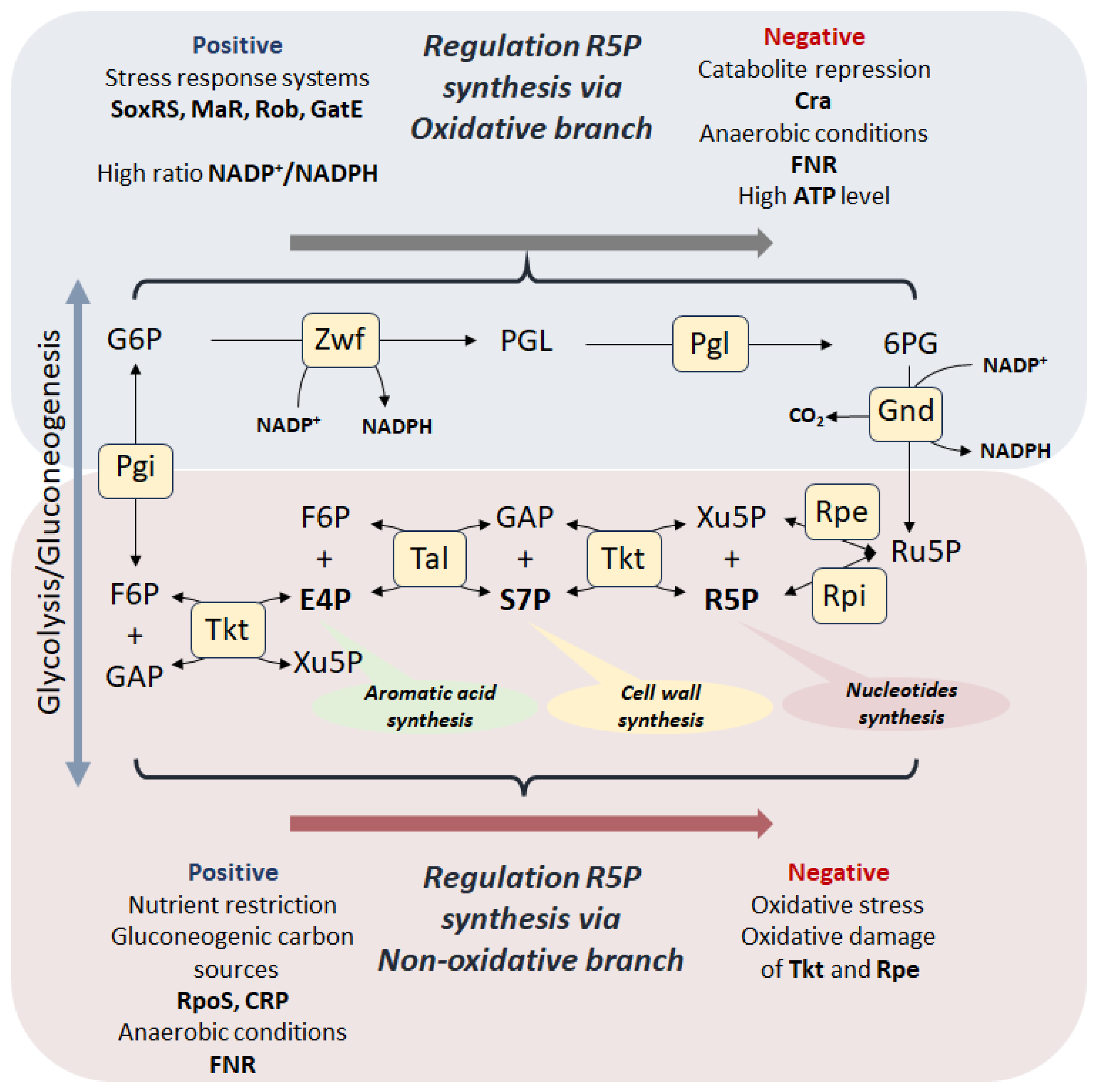 Cells 14 01775 g001 Cells 14 01775 g001