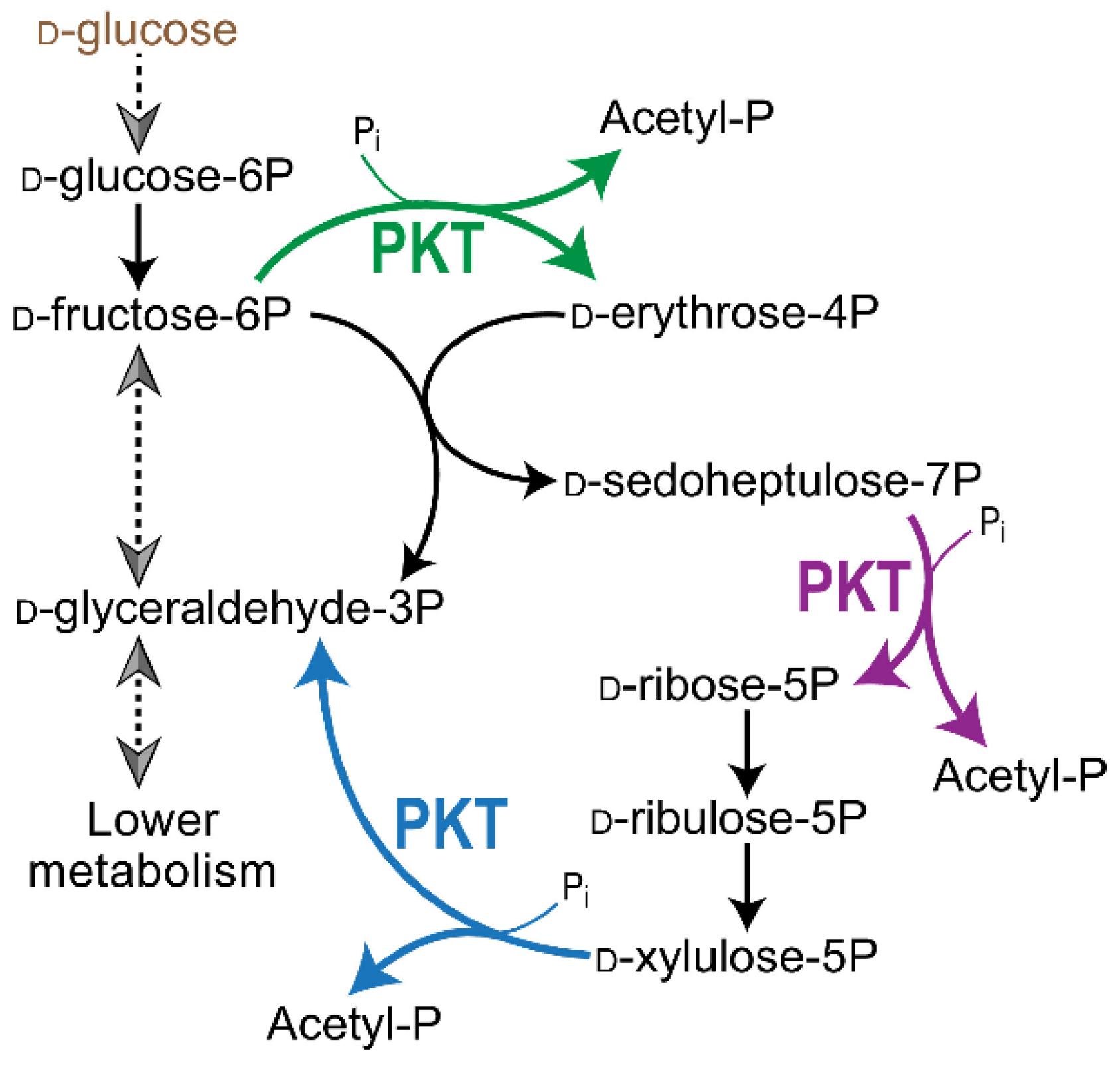 Cells 14 01775 g003 Cells 14 01775 g003
