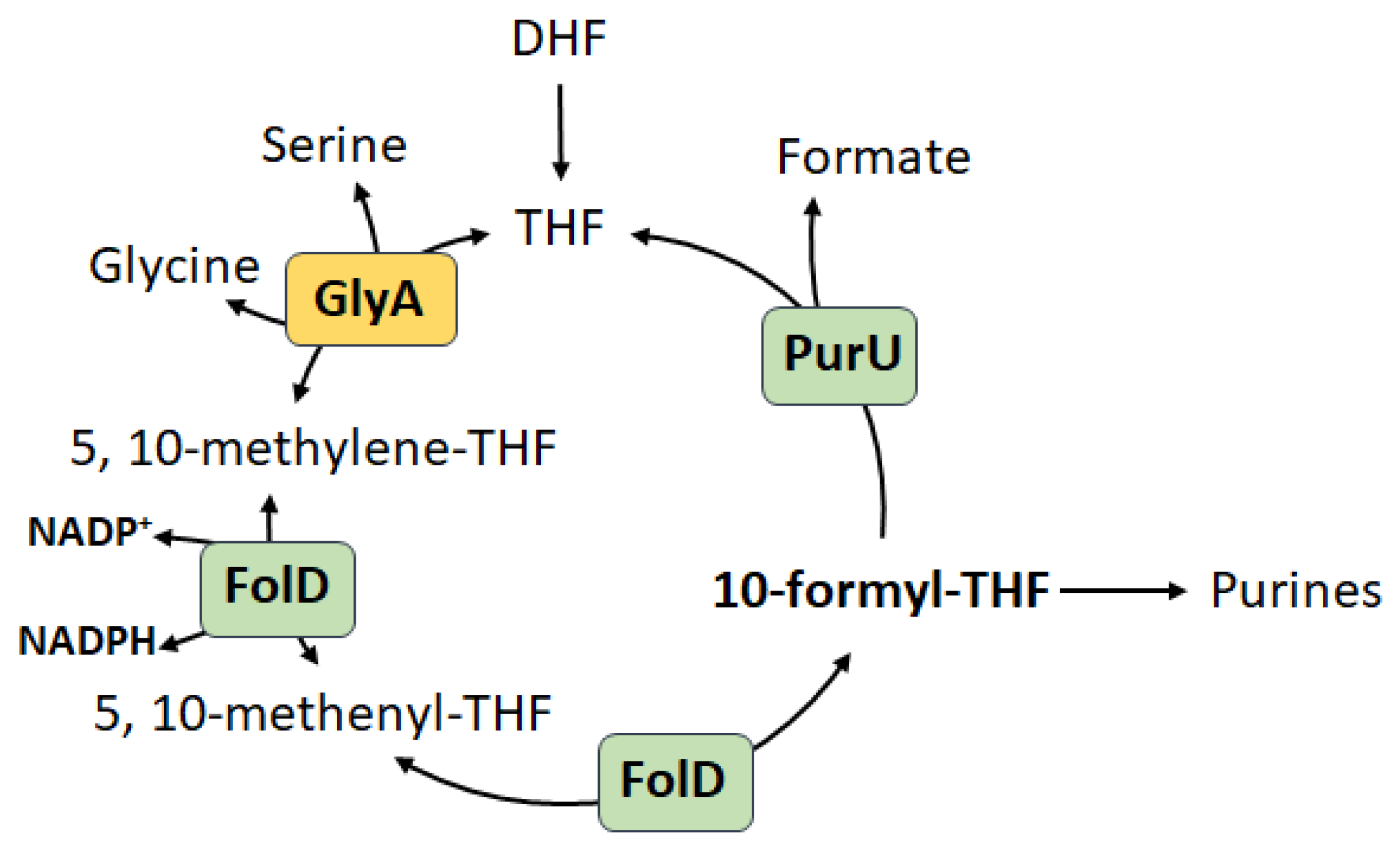 Cells 14 01775 g005 Cells 14 01775 g005