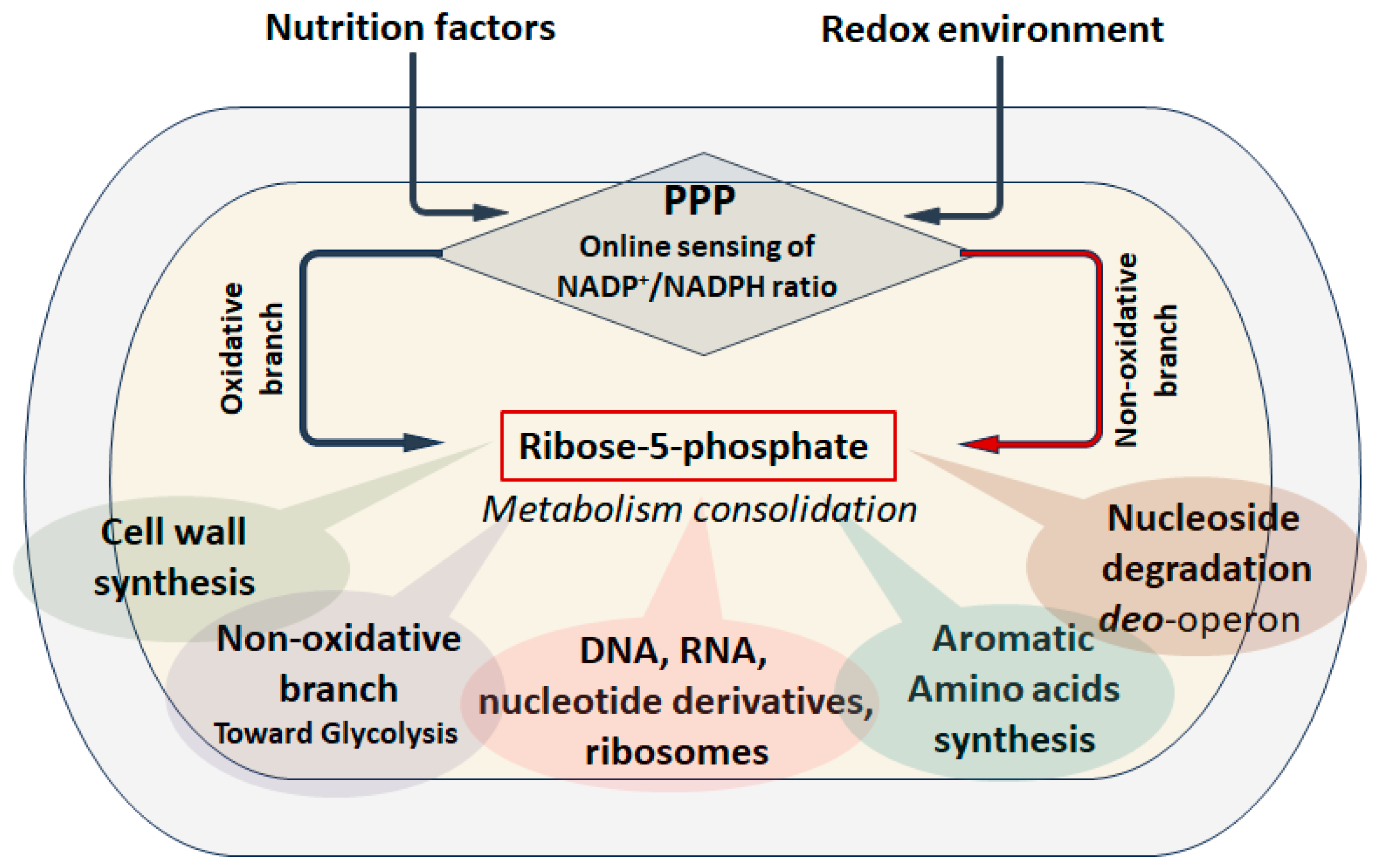 Cells 14 01775 g006 Cells 14 01775 g006