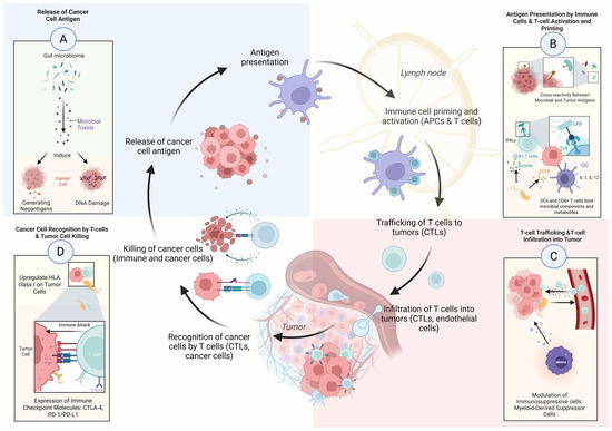 The Gut Microbiome as a Biomarker and Therapeutic Target of Immune