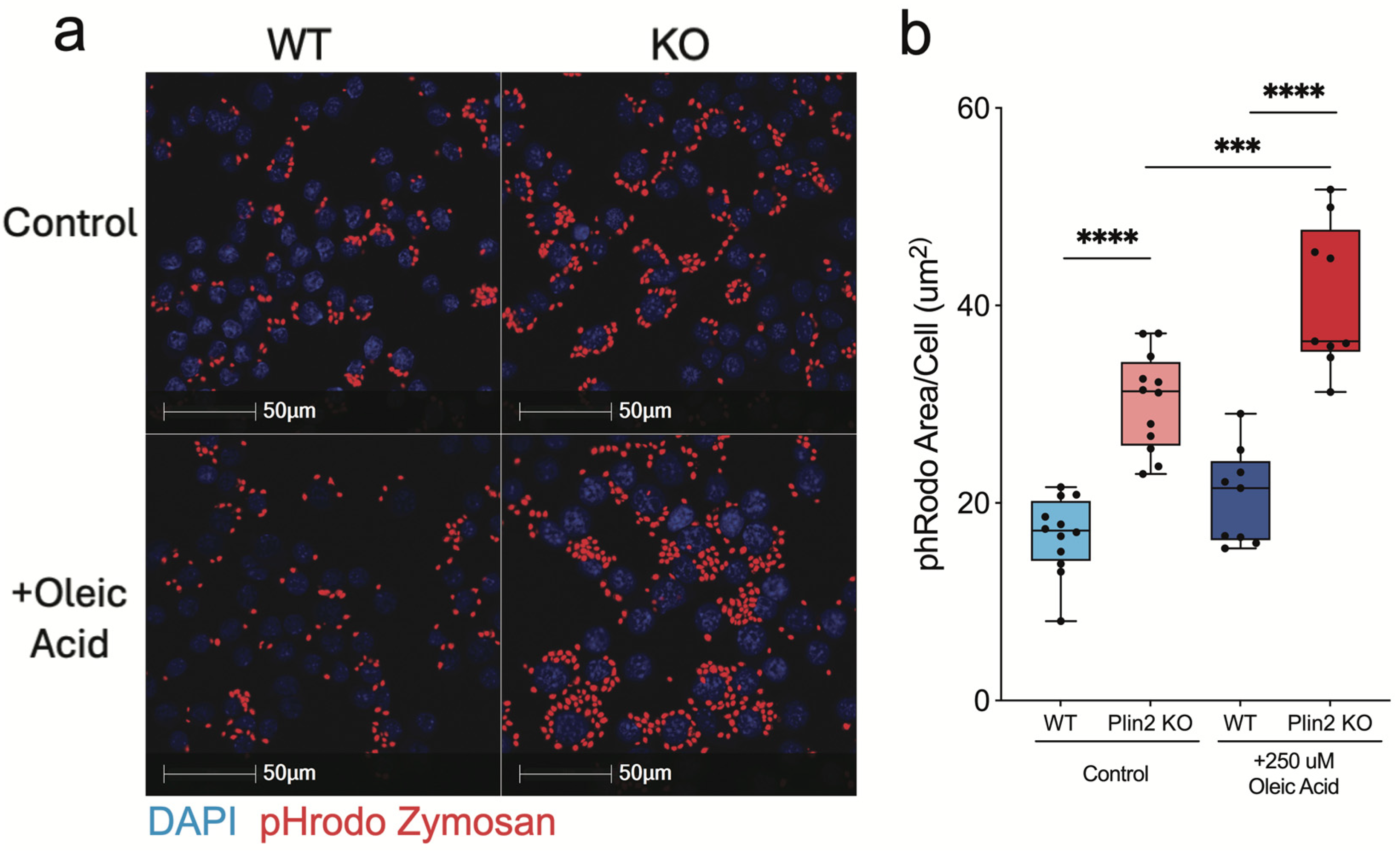Cells 14 01783 g002 Cells 14 01783 g002