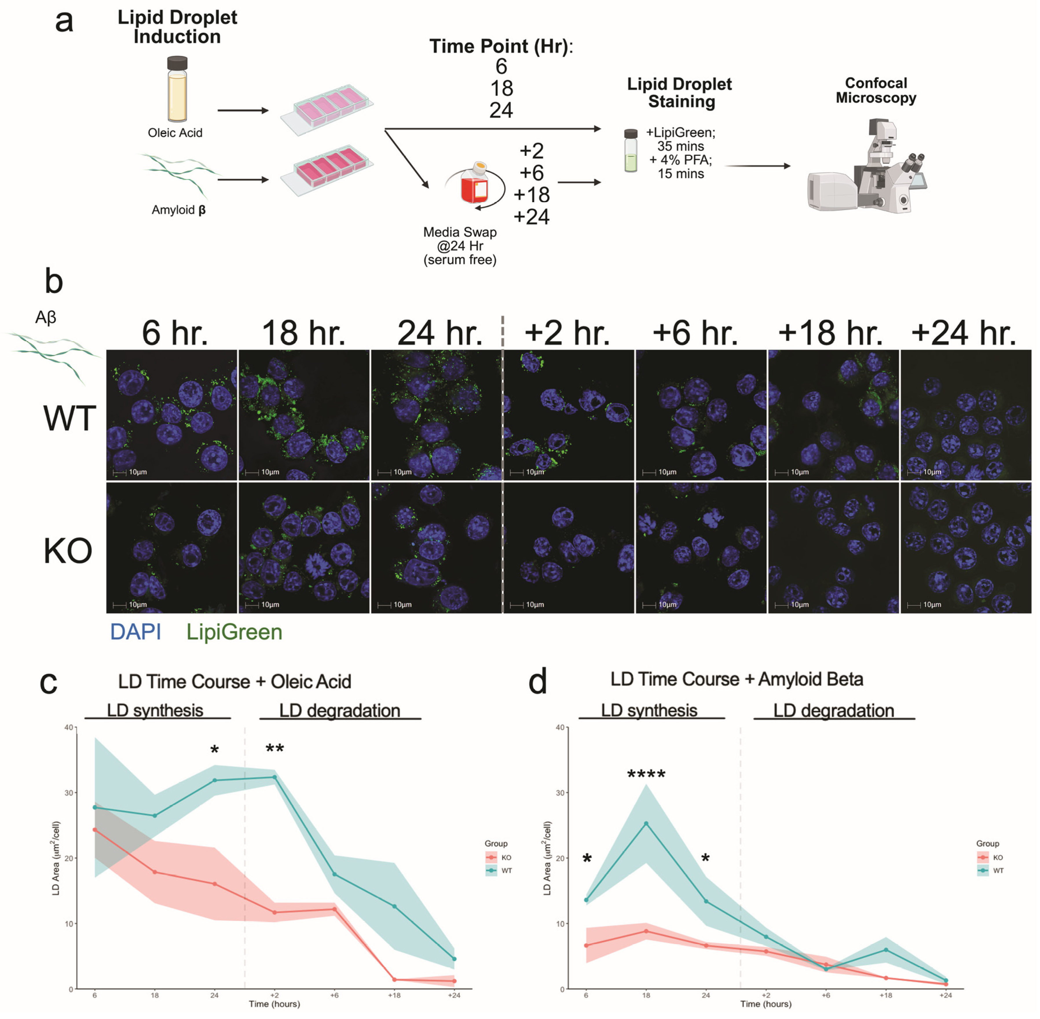 Cells 14 01783 g005 Cells 14 01783 g005