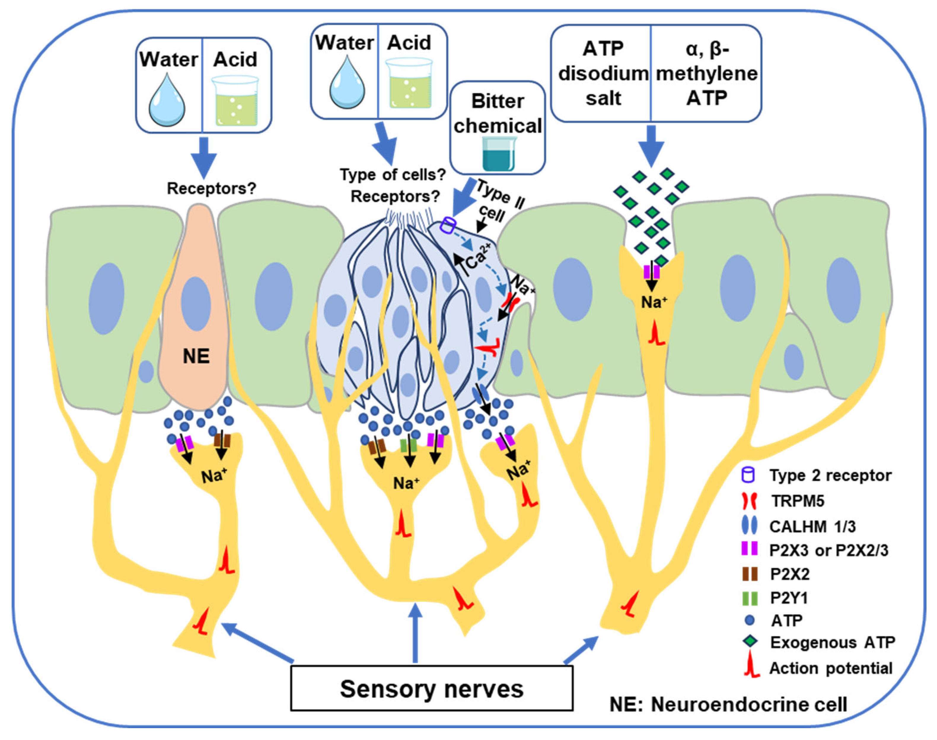 Cells 14 01795 g001 Cells 14 01795 g001