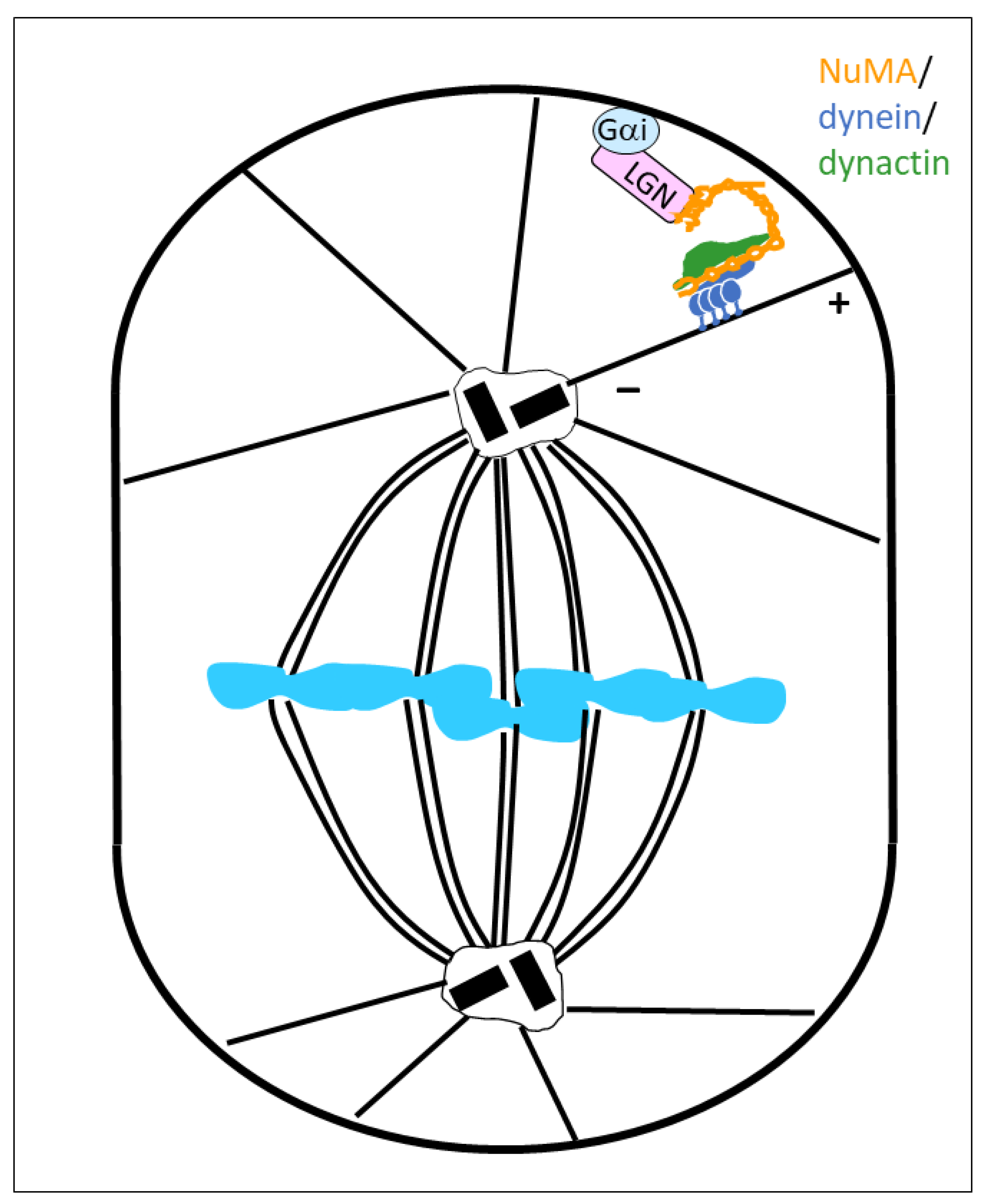 Cells 14 01797 g001 Cells 14 01797 g001