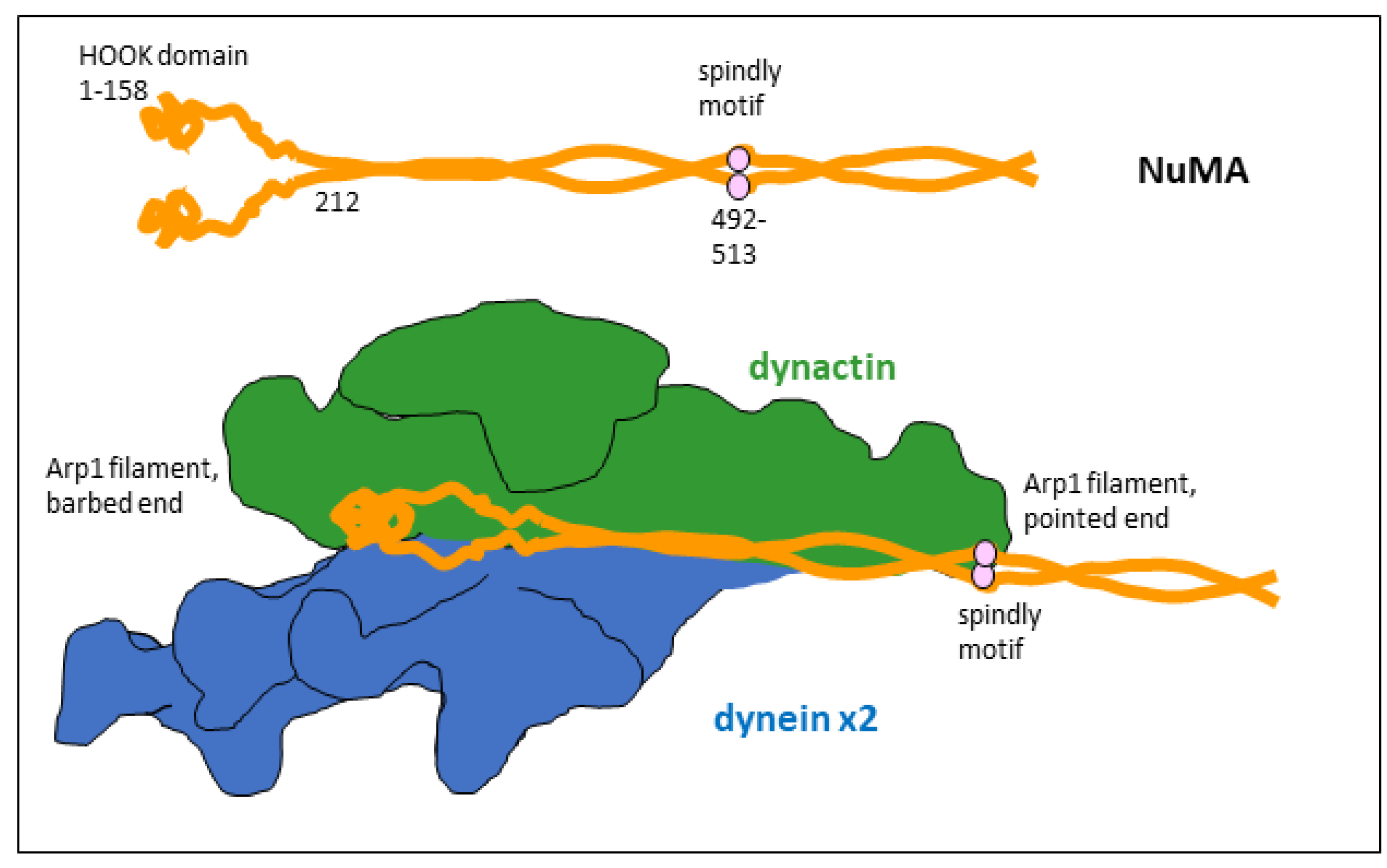 Cells 14 01797 g002 Cells 14 01797 g002