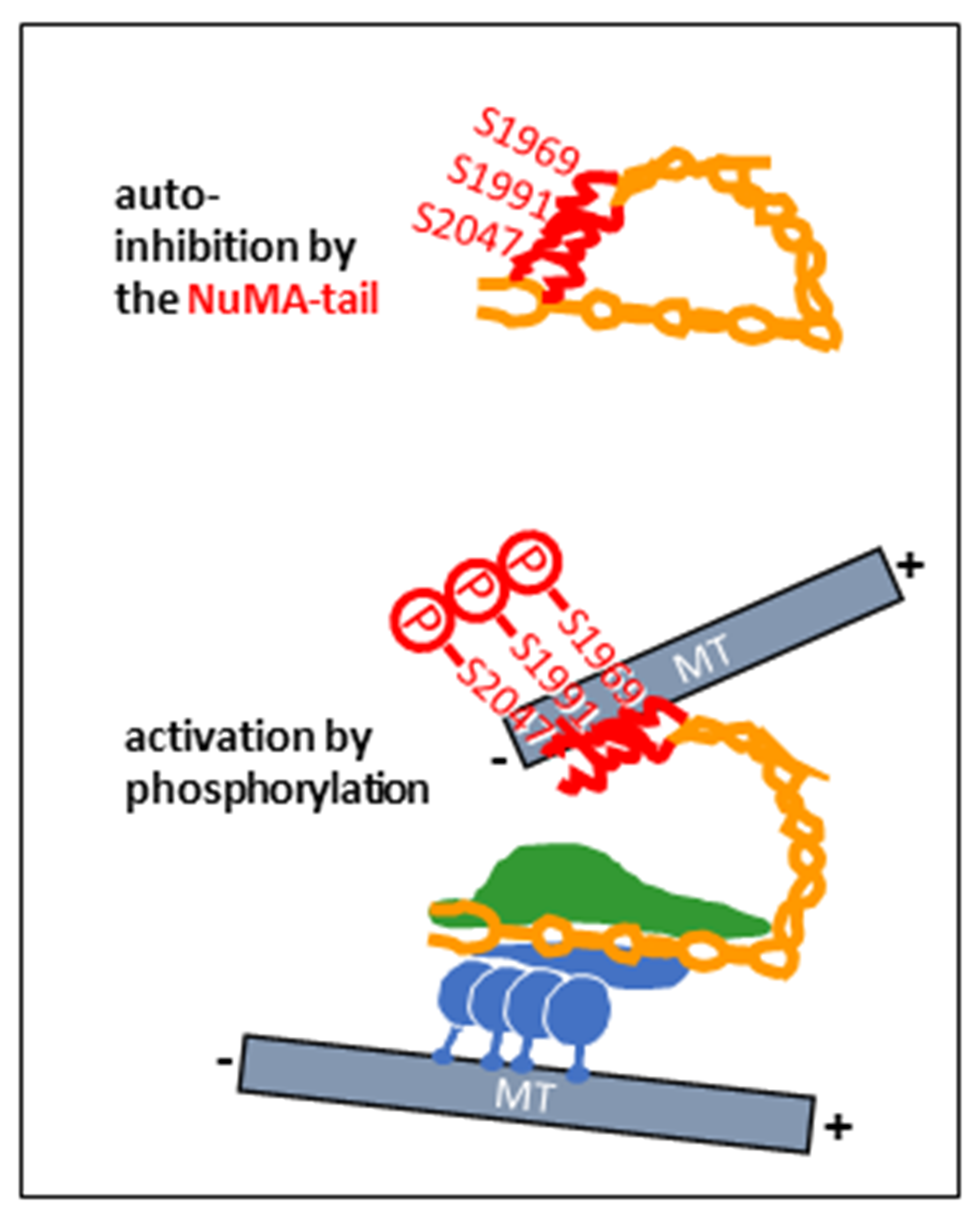 Cells 14 01797 g003 Cells 14 01797 g003