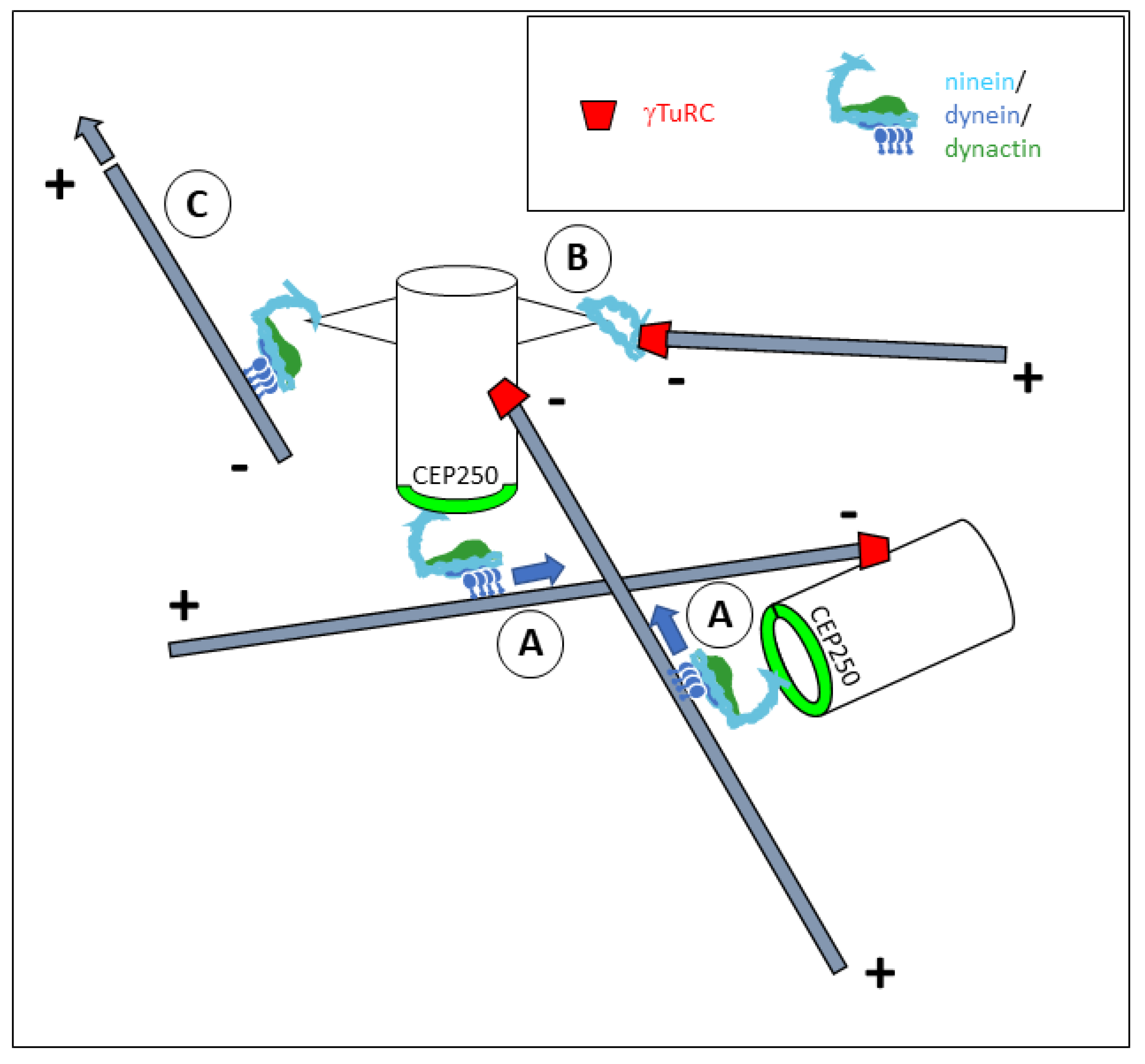 Cells 14 01797 g005 Cells 14 01797 g005