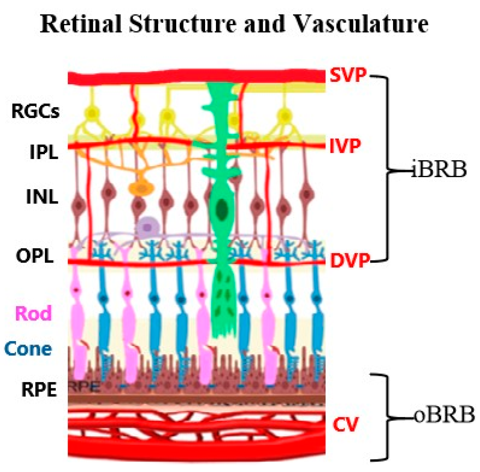 Cells 14 01798 g001 Cells 14 01798 g001