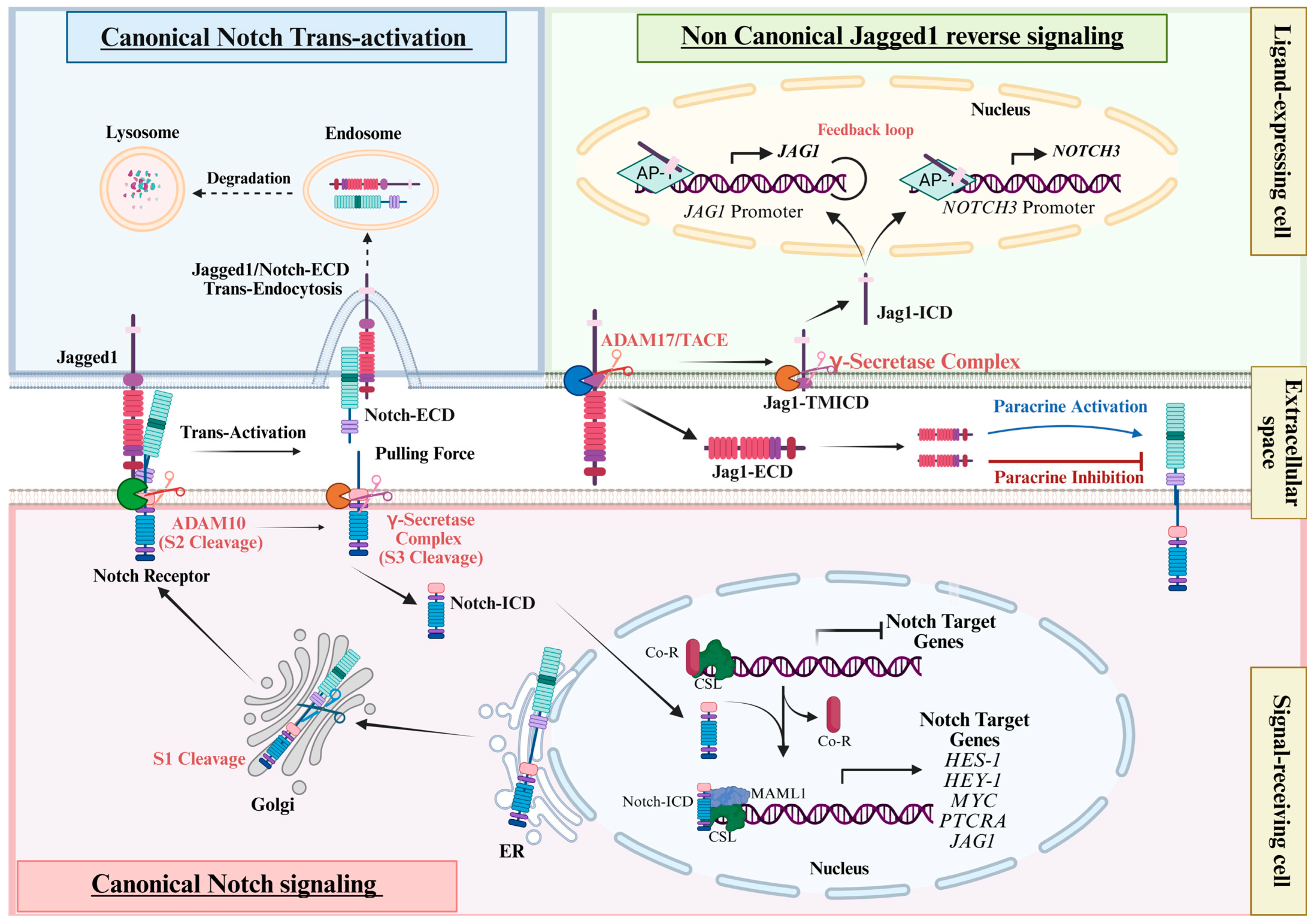 Cells 14 01815 g001 Cells 14 01815 g001
