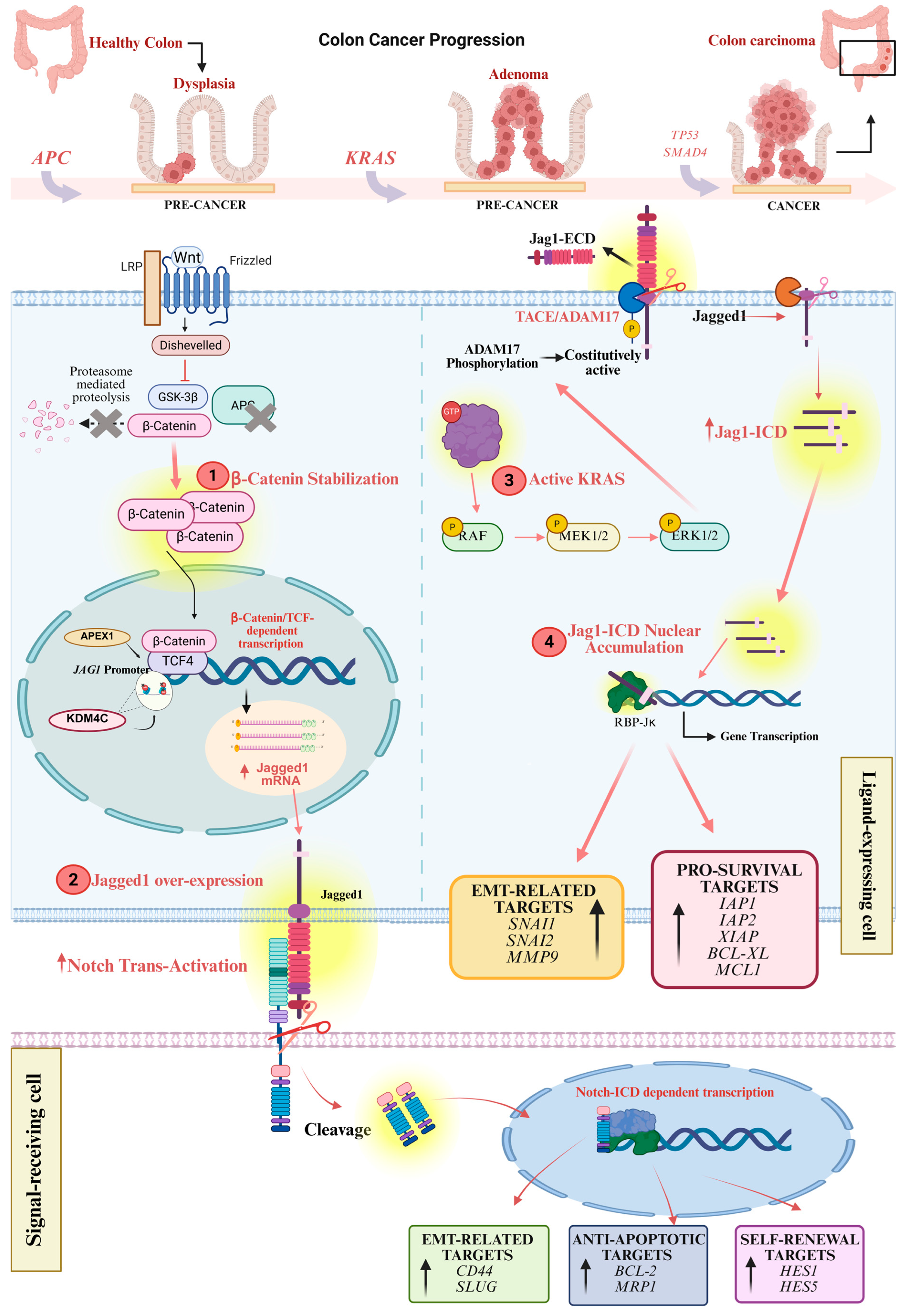 Cells 14 01815 g003 Cells 14 01815 g003