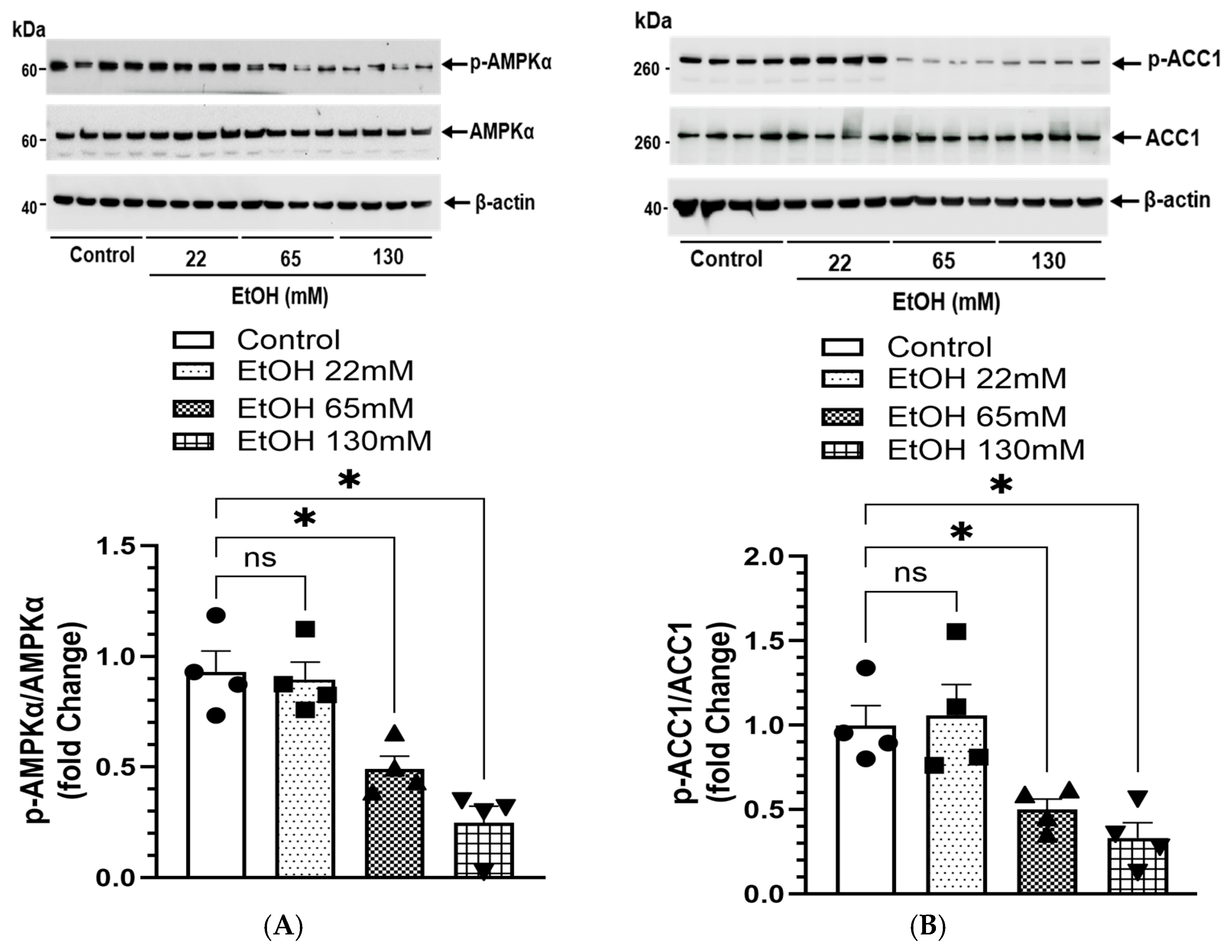 Cells 14 01817 g010a