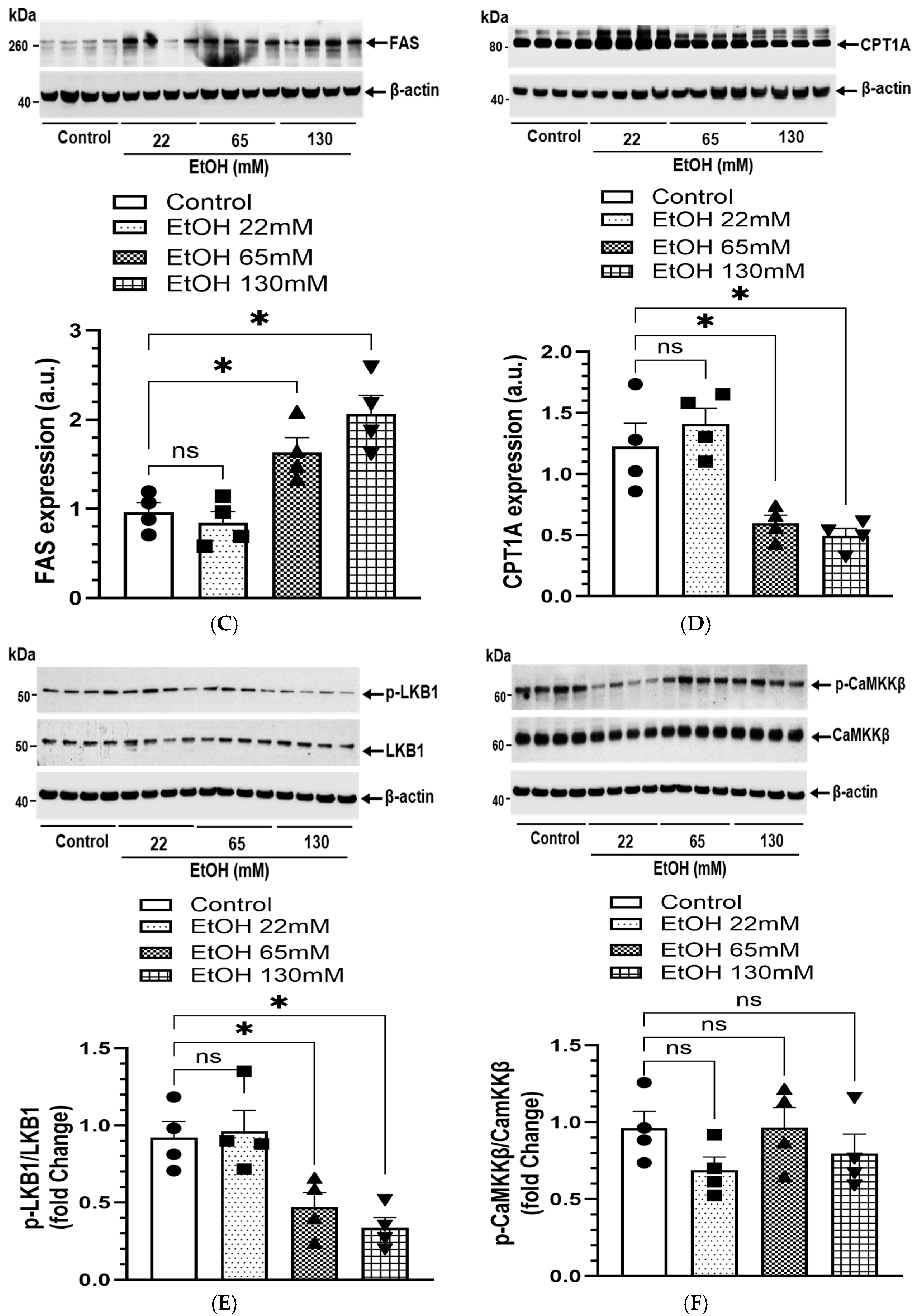 Cells 14 01817 g010b