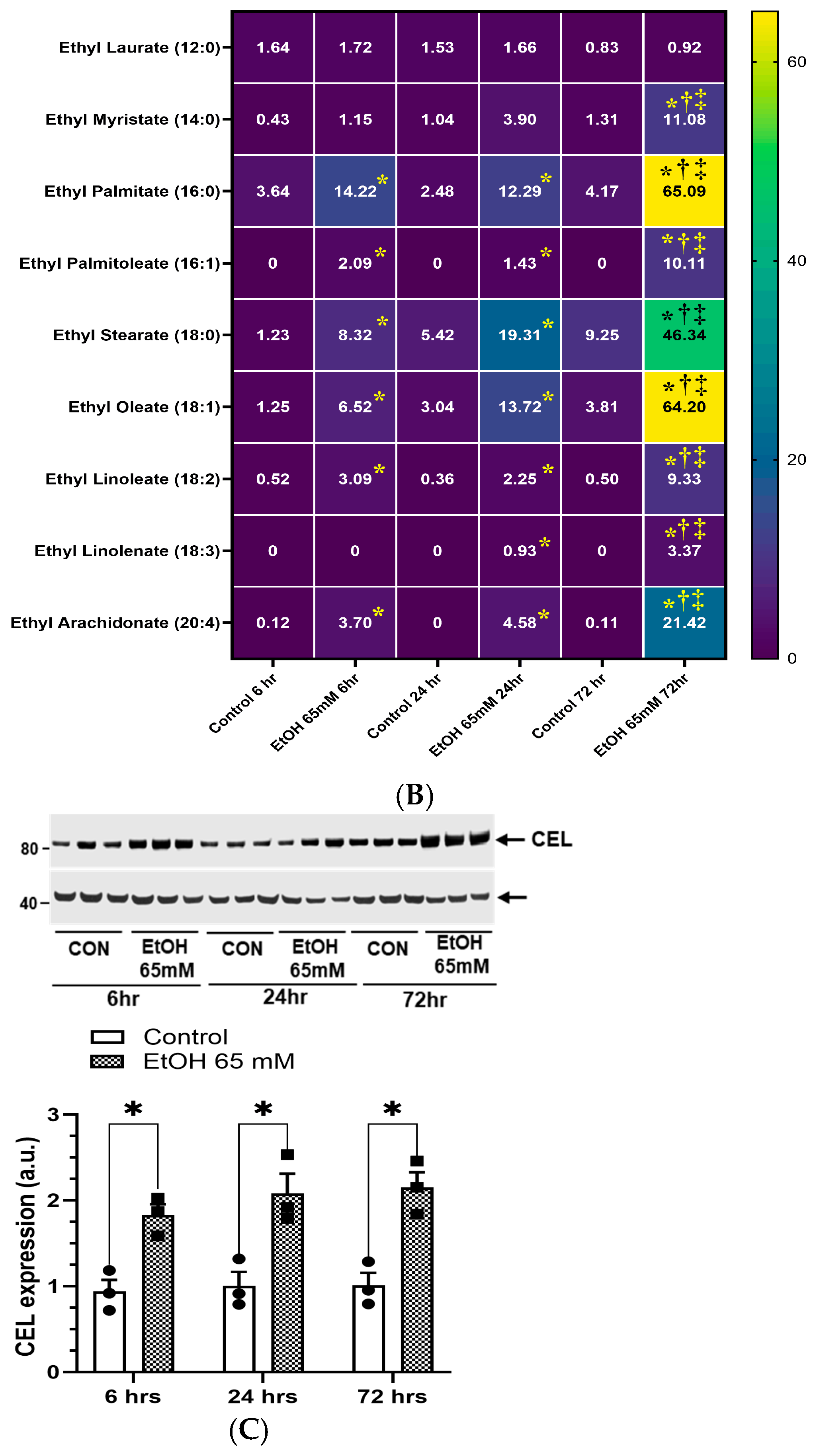 Cells 14 01817 g012b