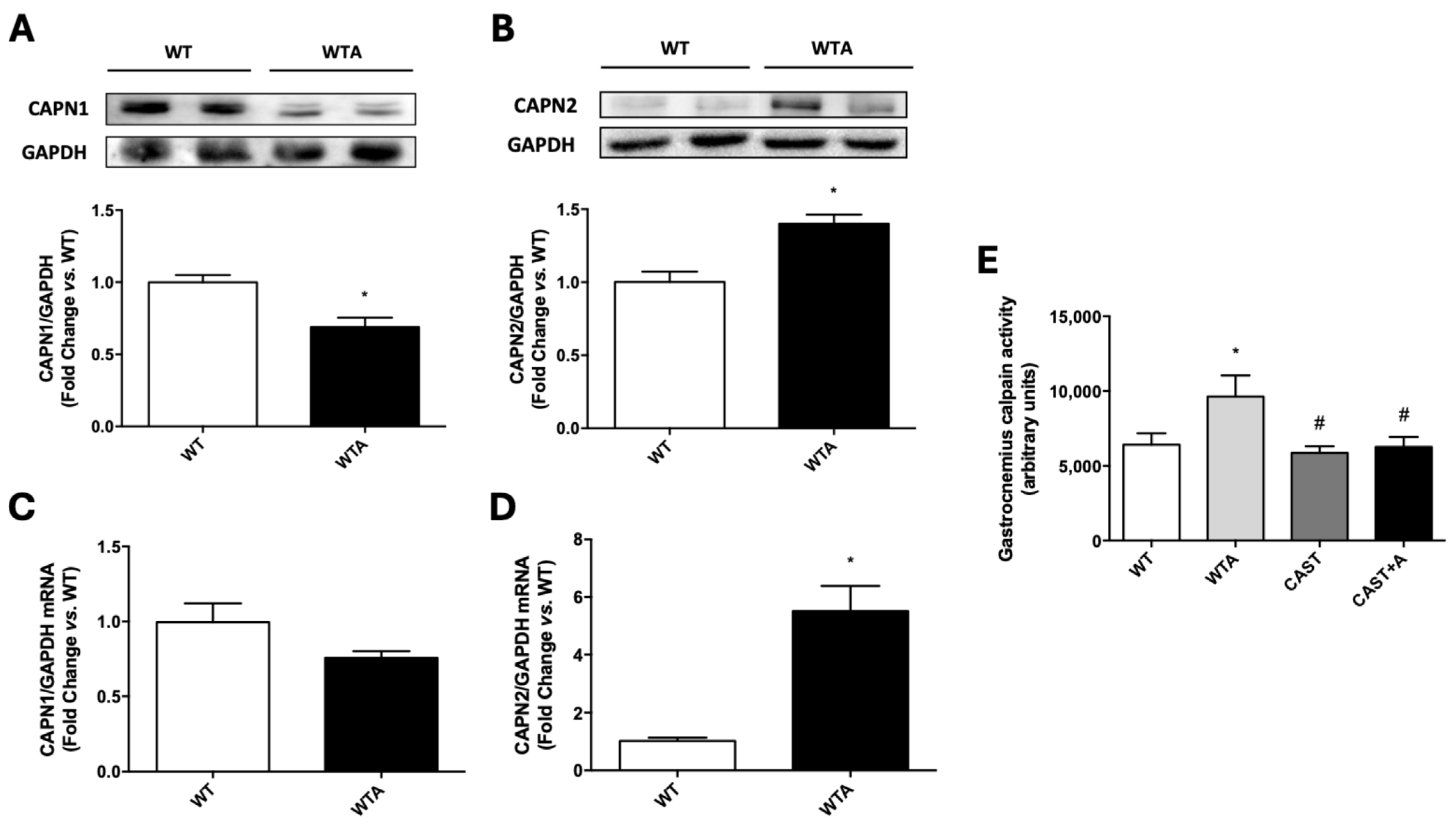 Cells 14 01846 g005 Cells 14 01846 g005