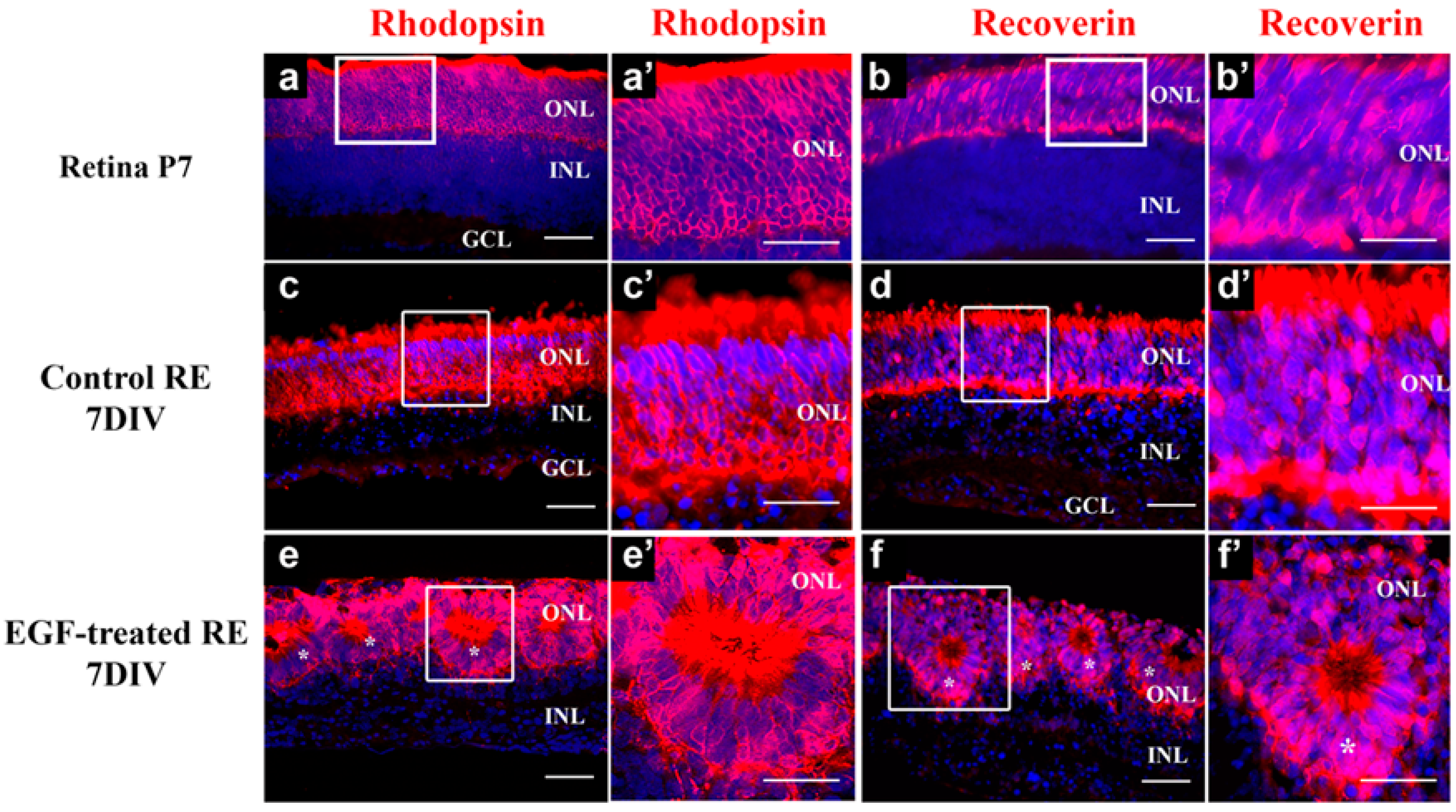 Cells 14 01854 g001 Cells 14 01854 g001