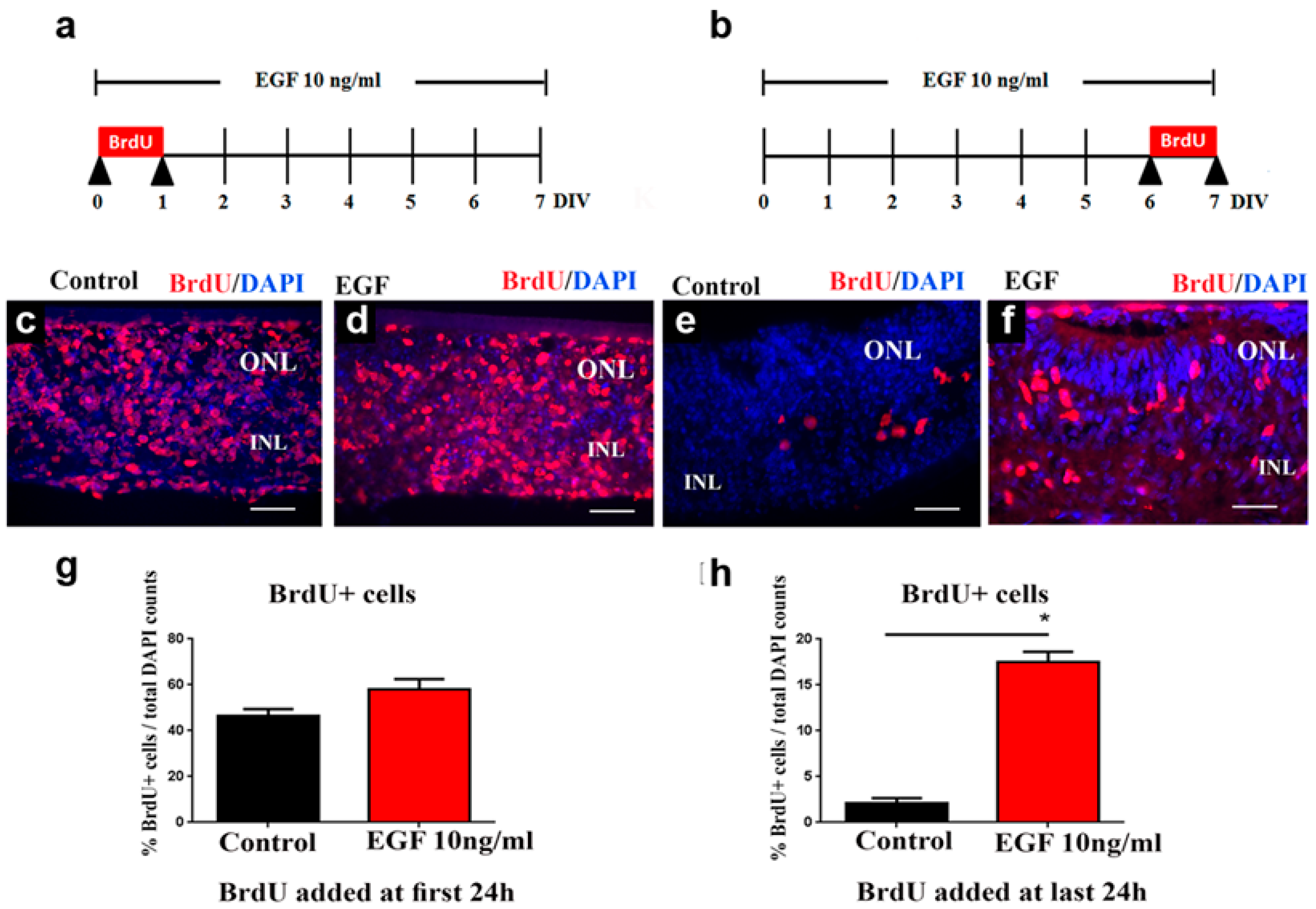 Cells 14 01854 g002 Cells 14 01854 g002