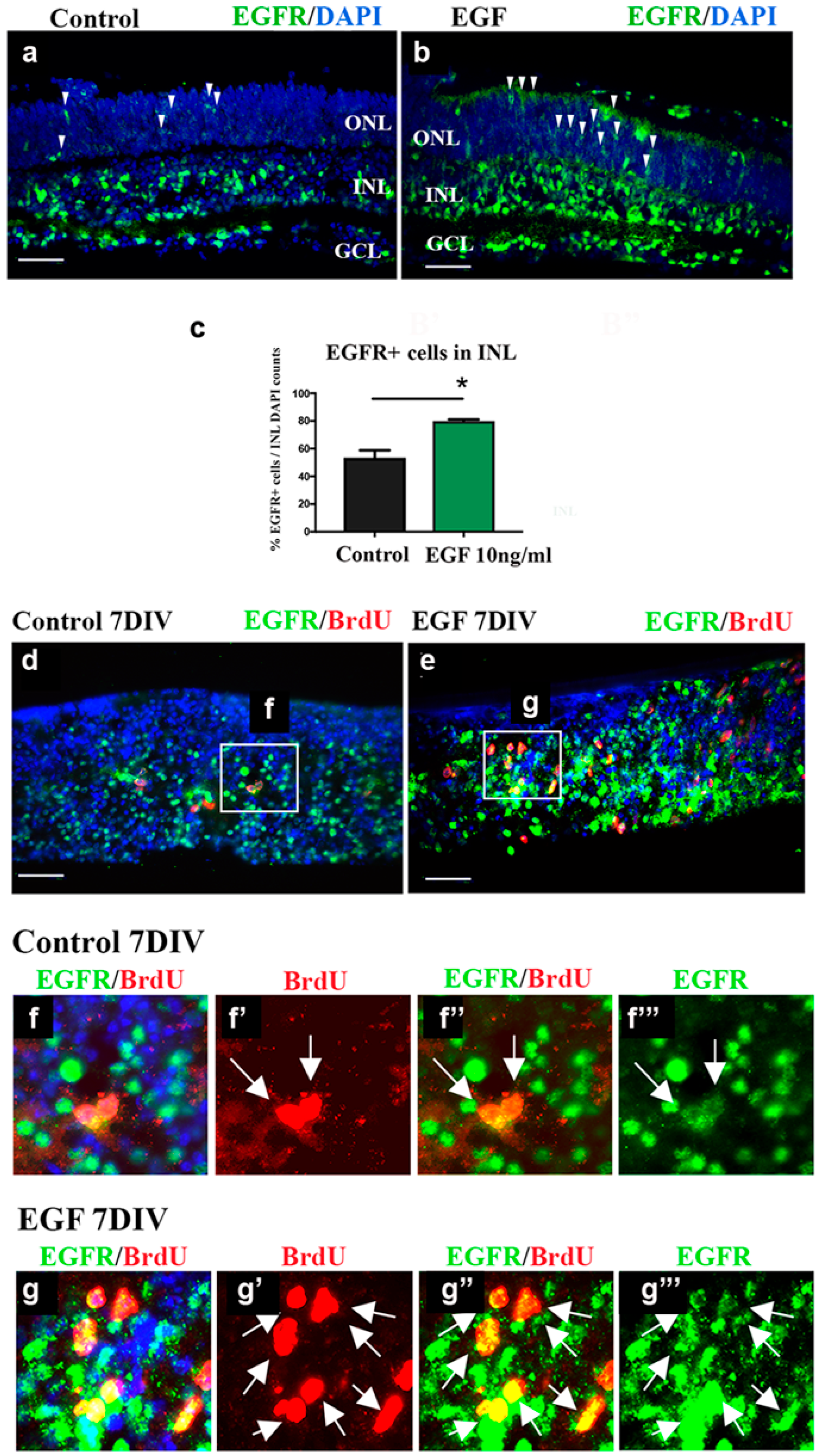 Cells 14 01854 g003 Cells 14 01854 g003