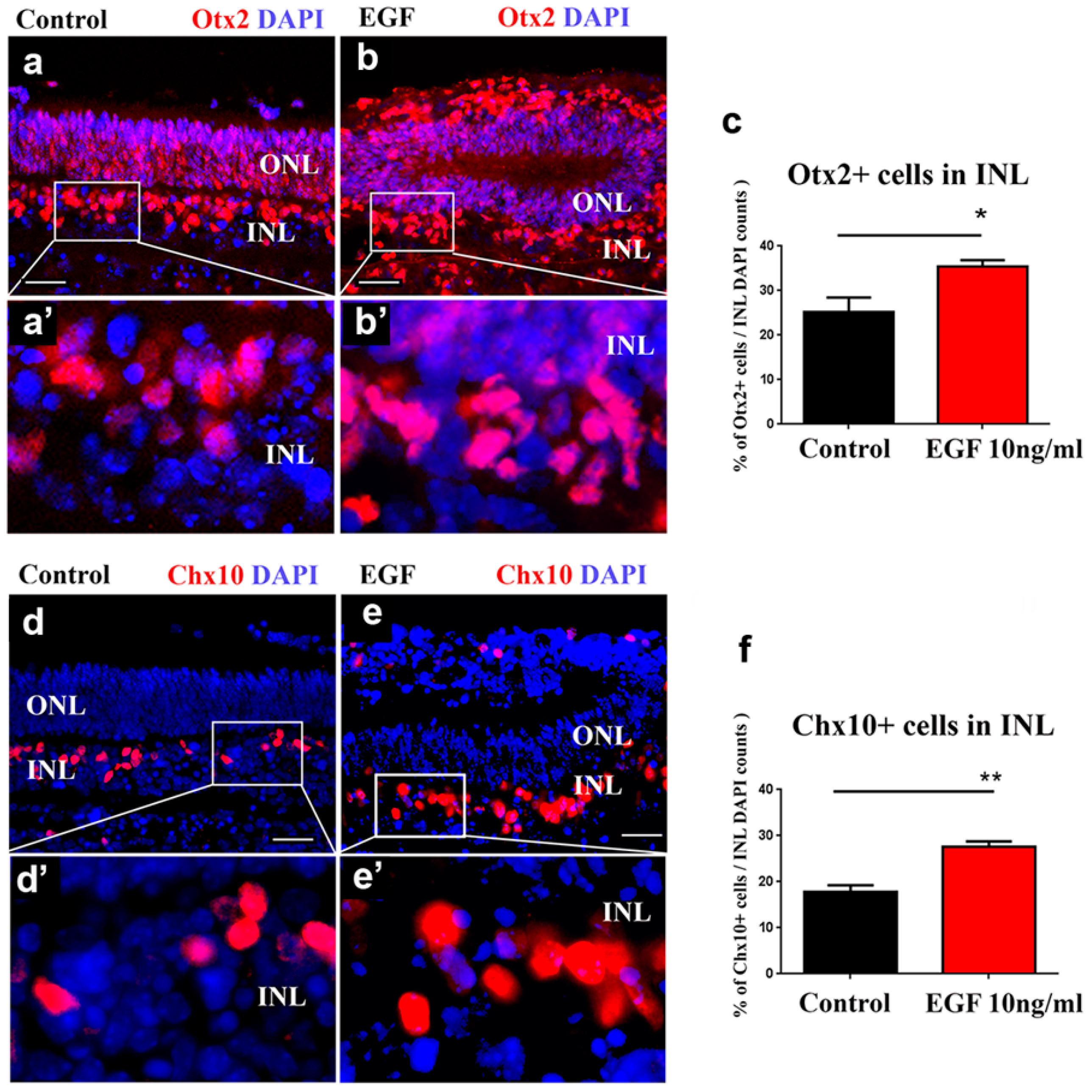 Cells 14 01854 g004 Cells 14 01854 g004