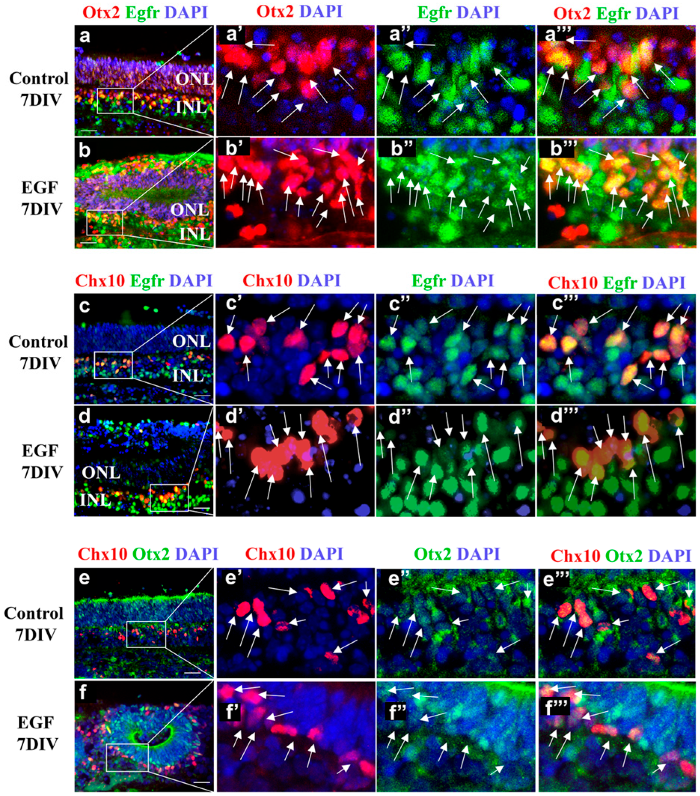 Cells 14 01854 g005 Cells 14 01854 g005